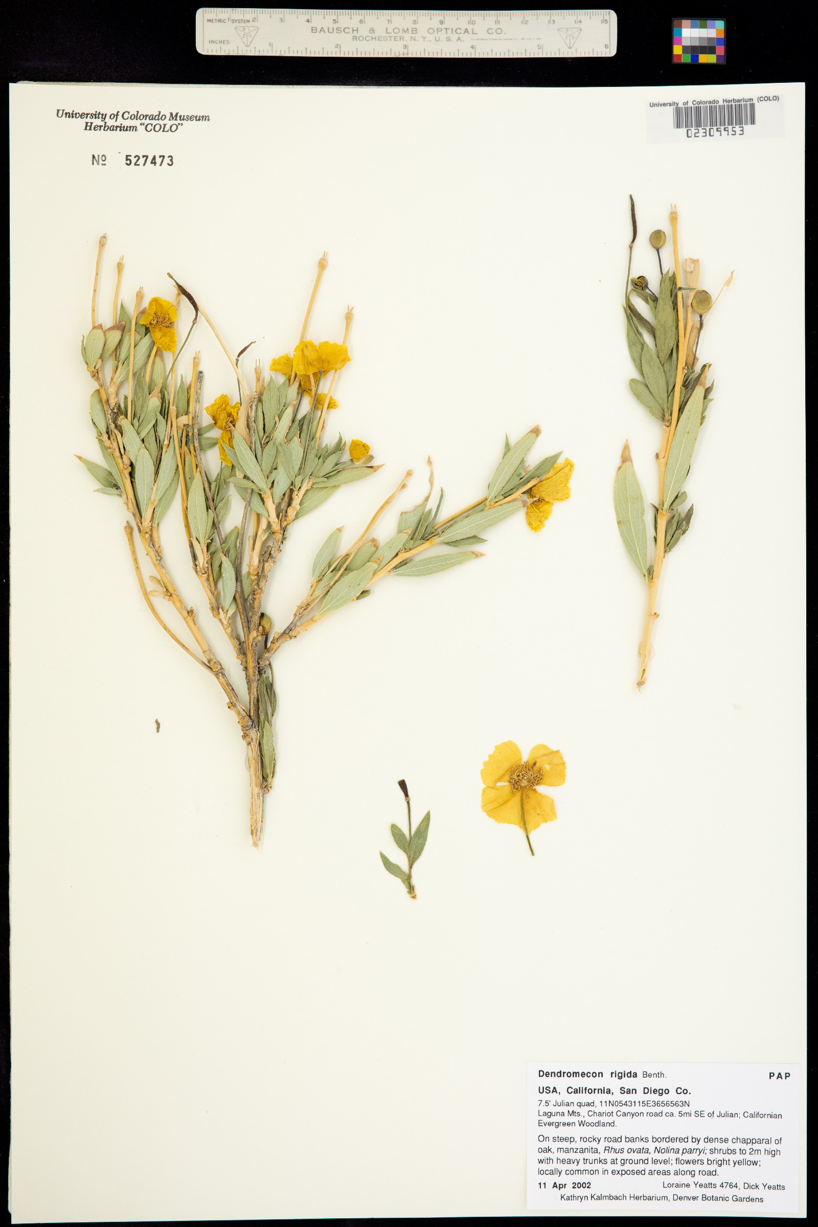 Dendromecon rigida image