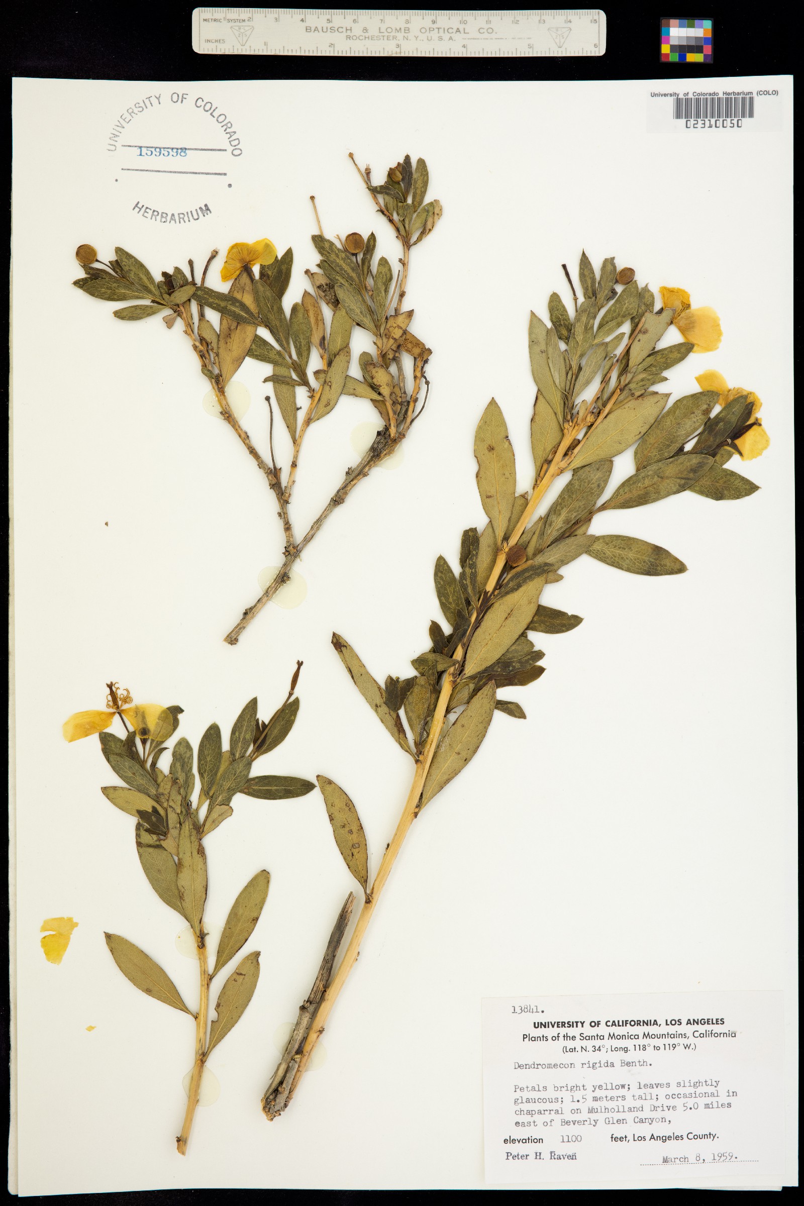 Dendromecon image