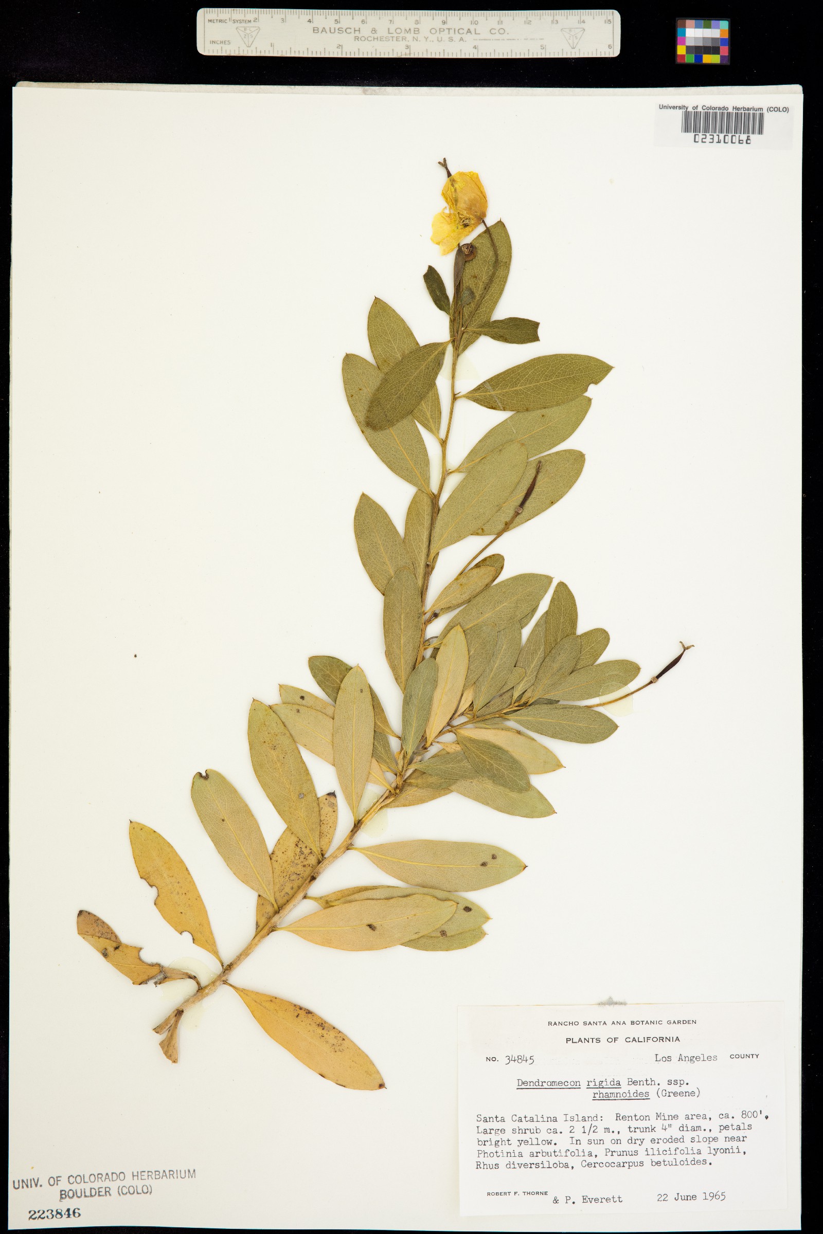 Dendromecon rigida image