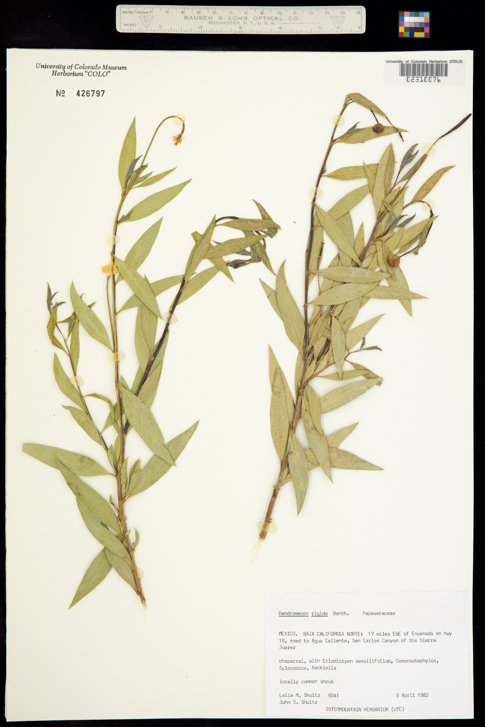Dendromecon image