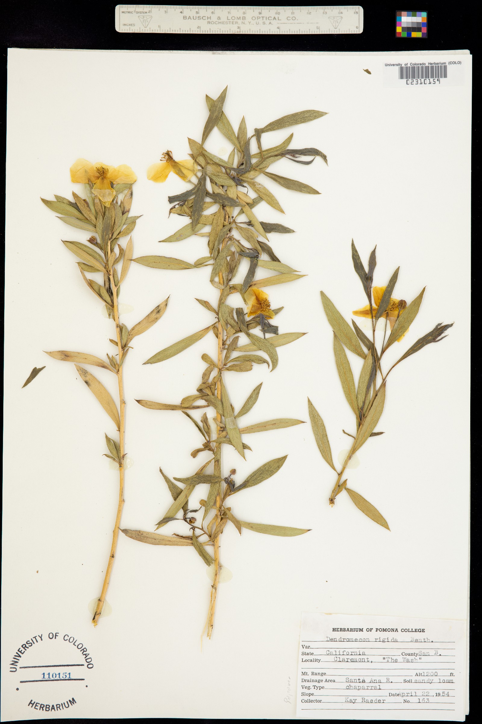 Dendromecon rigida image