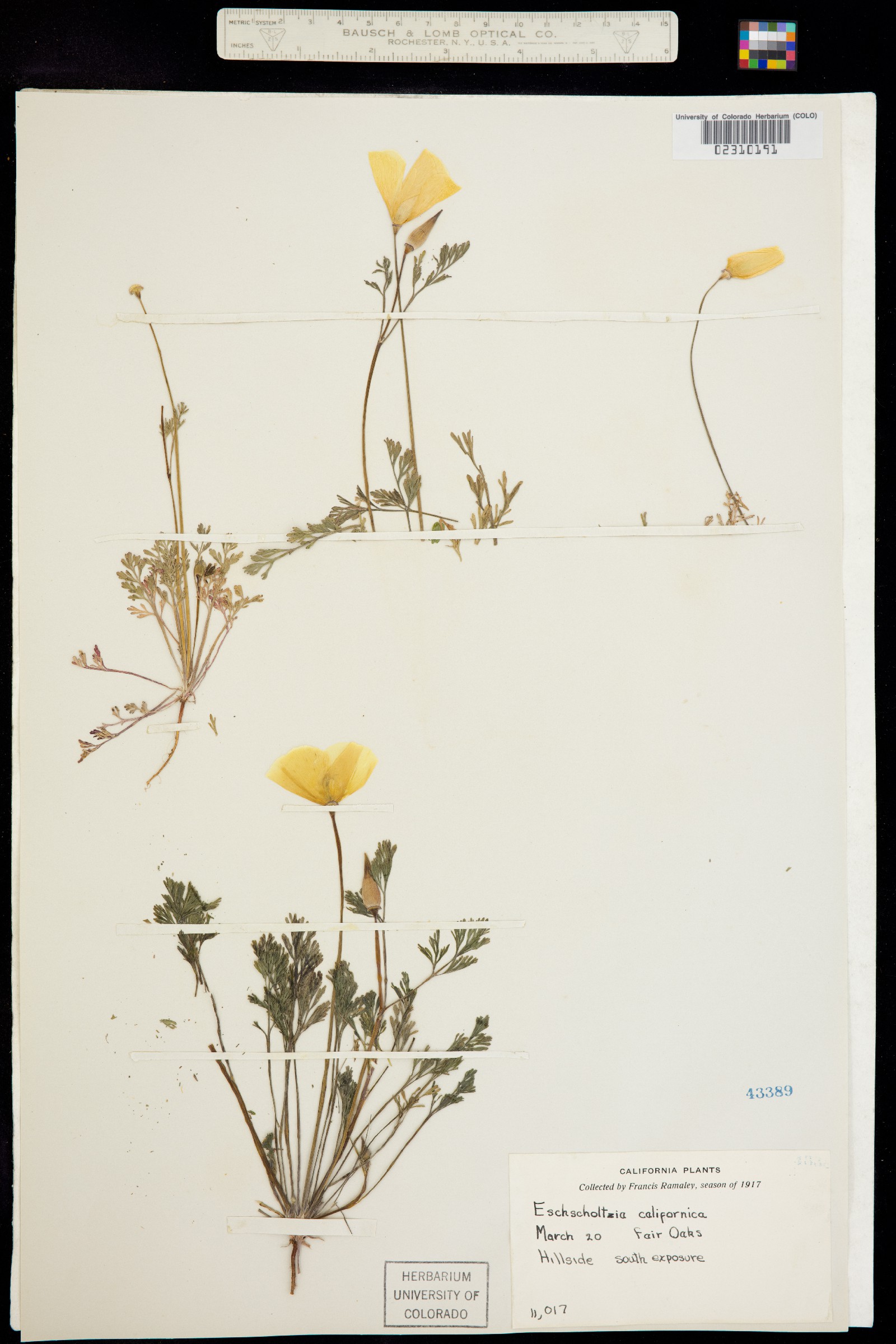 Eschscholzia californica image