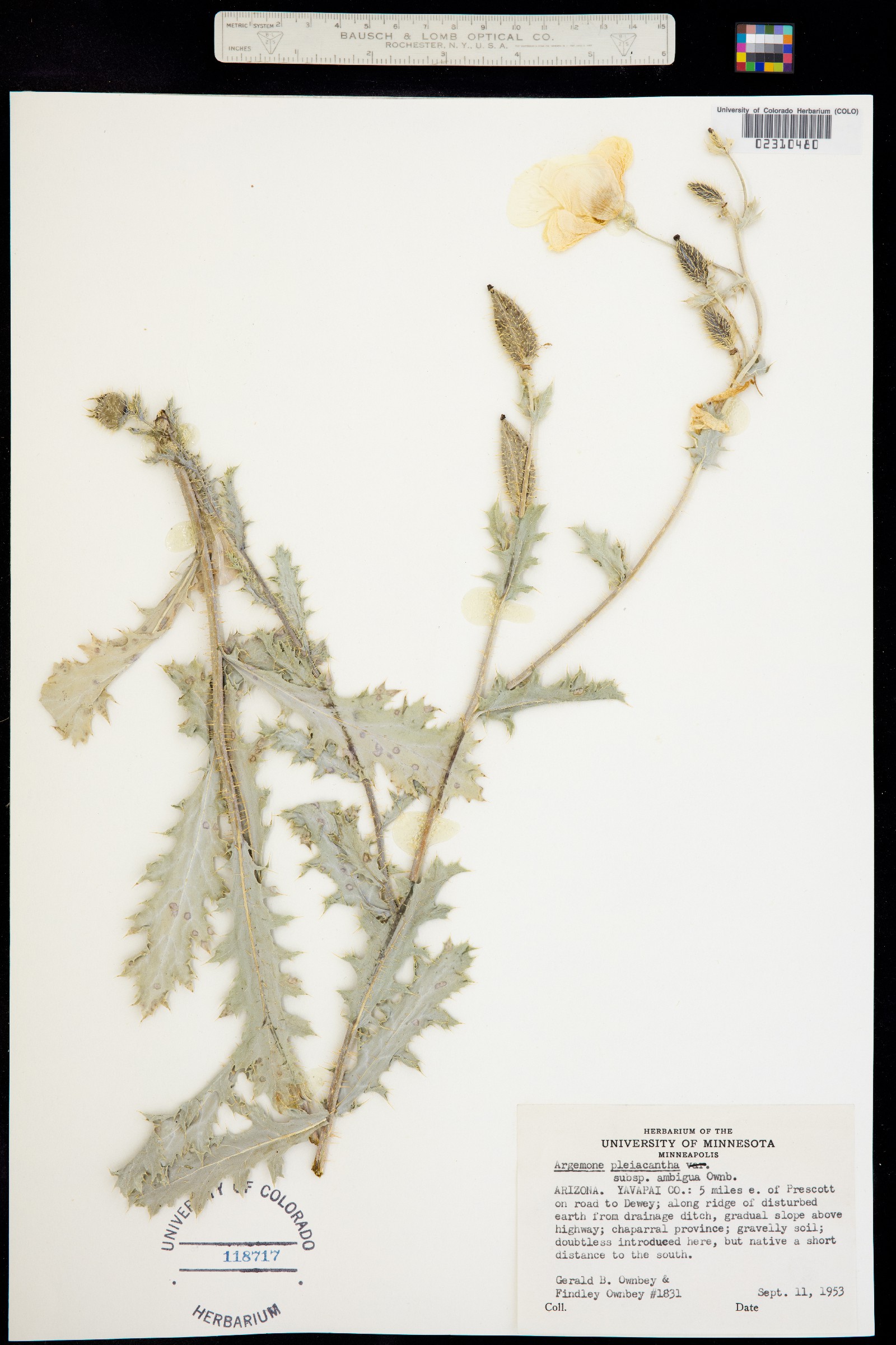 Argemone pleiacantha image