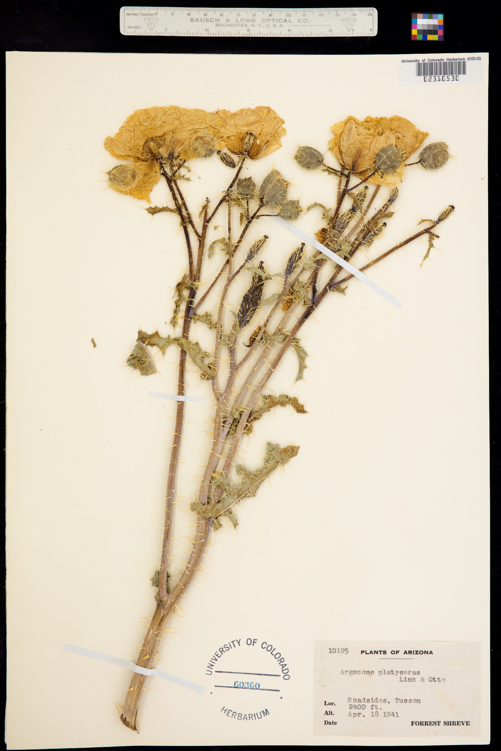 Argemone polyanthemos image