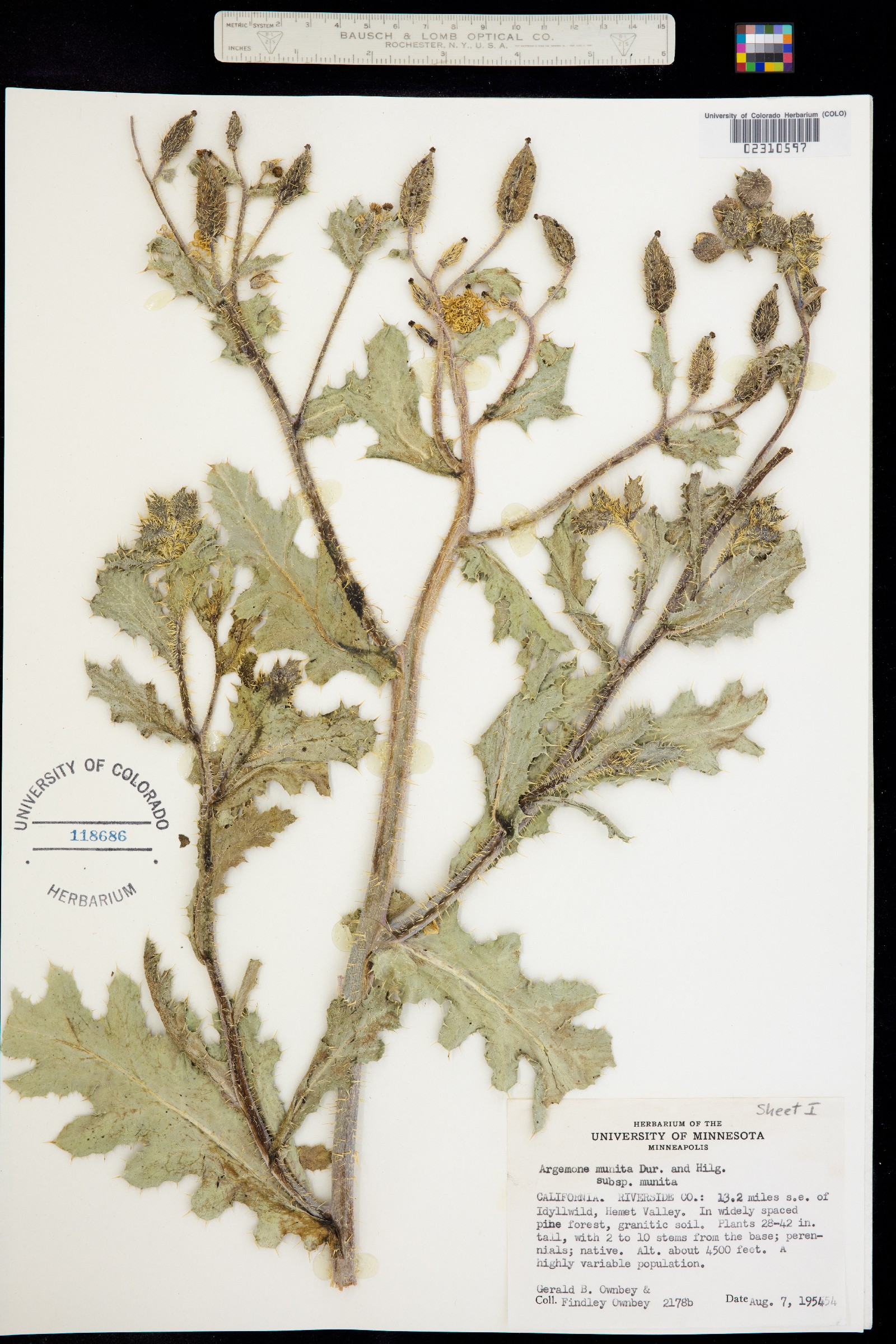 Argemone munita image