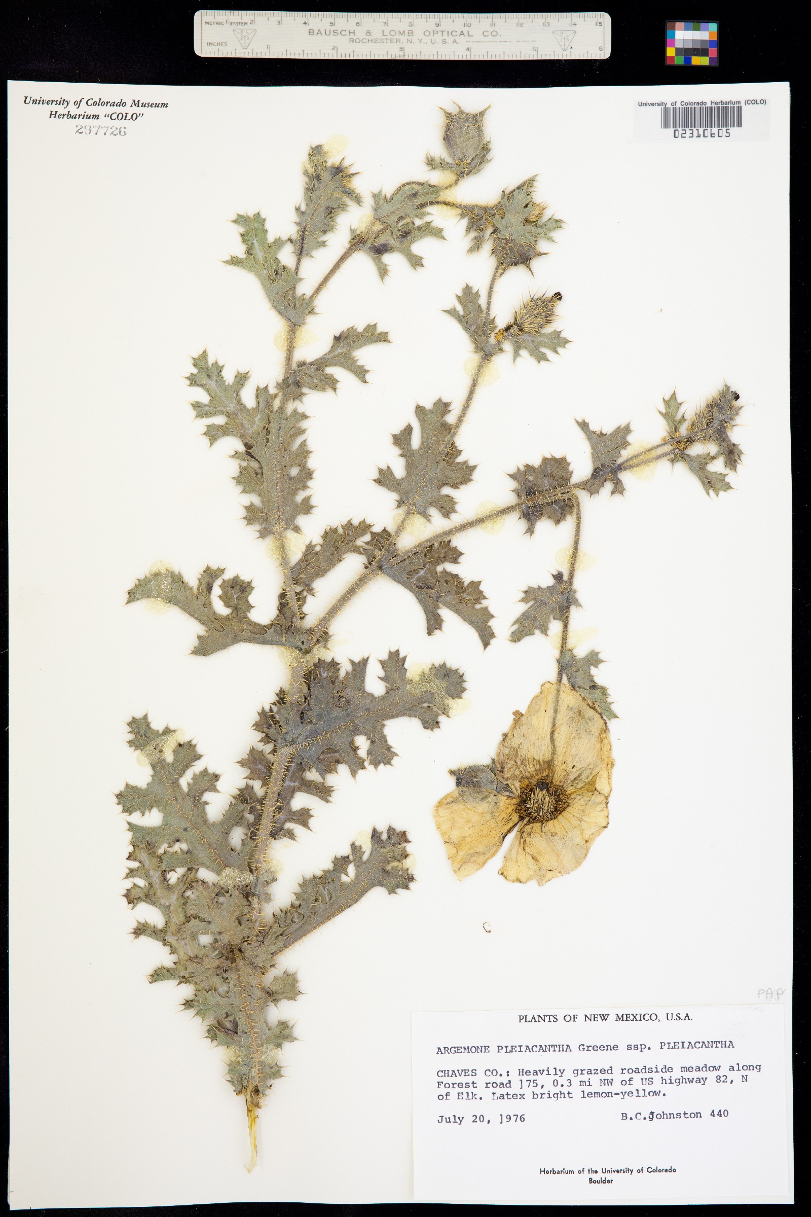 Argemone pleiacantha image