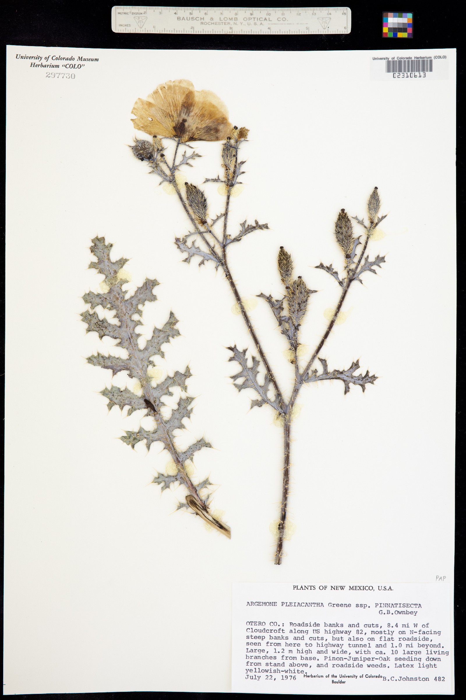 Argemone pleiacantha image