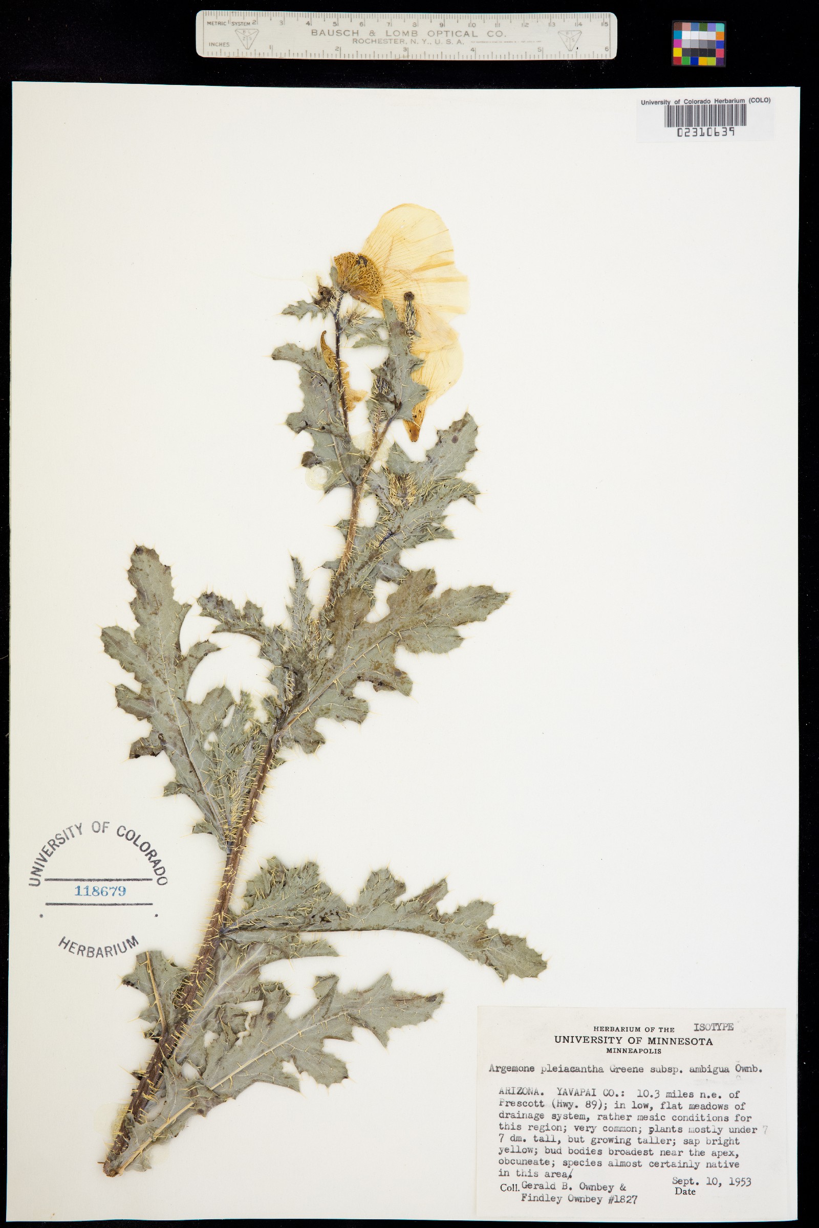 Argemone pleiacantha image