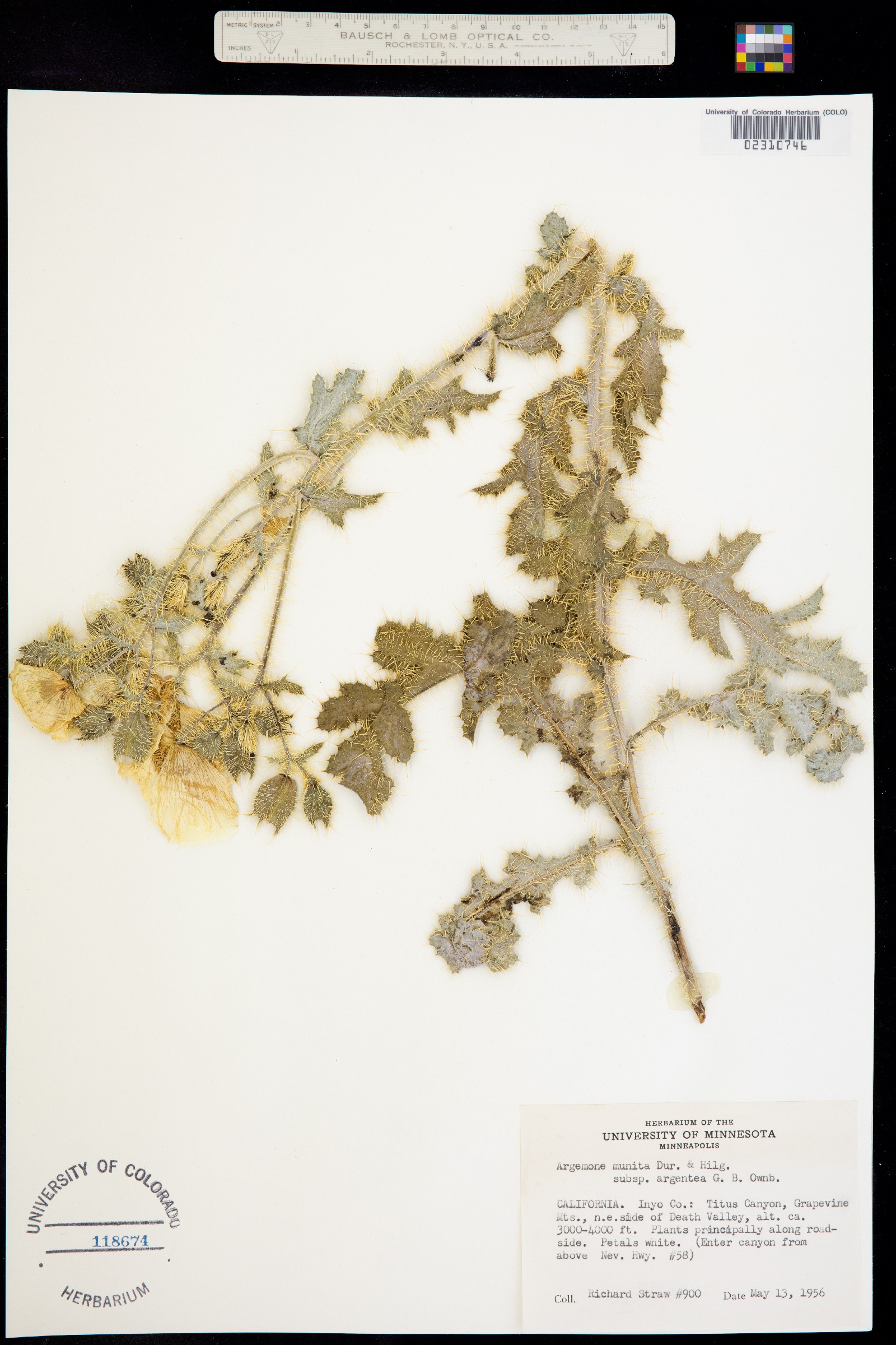 Argemone munita image