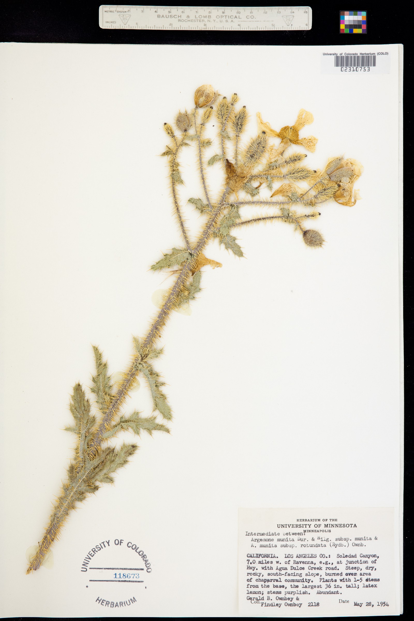 Argemone munita image