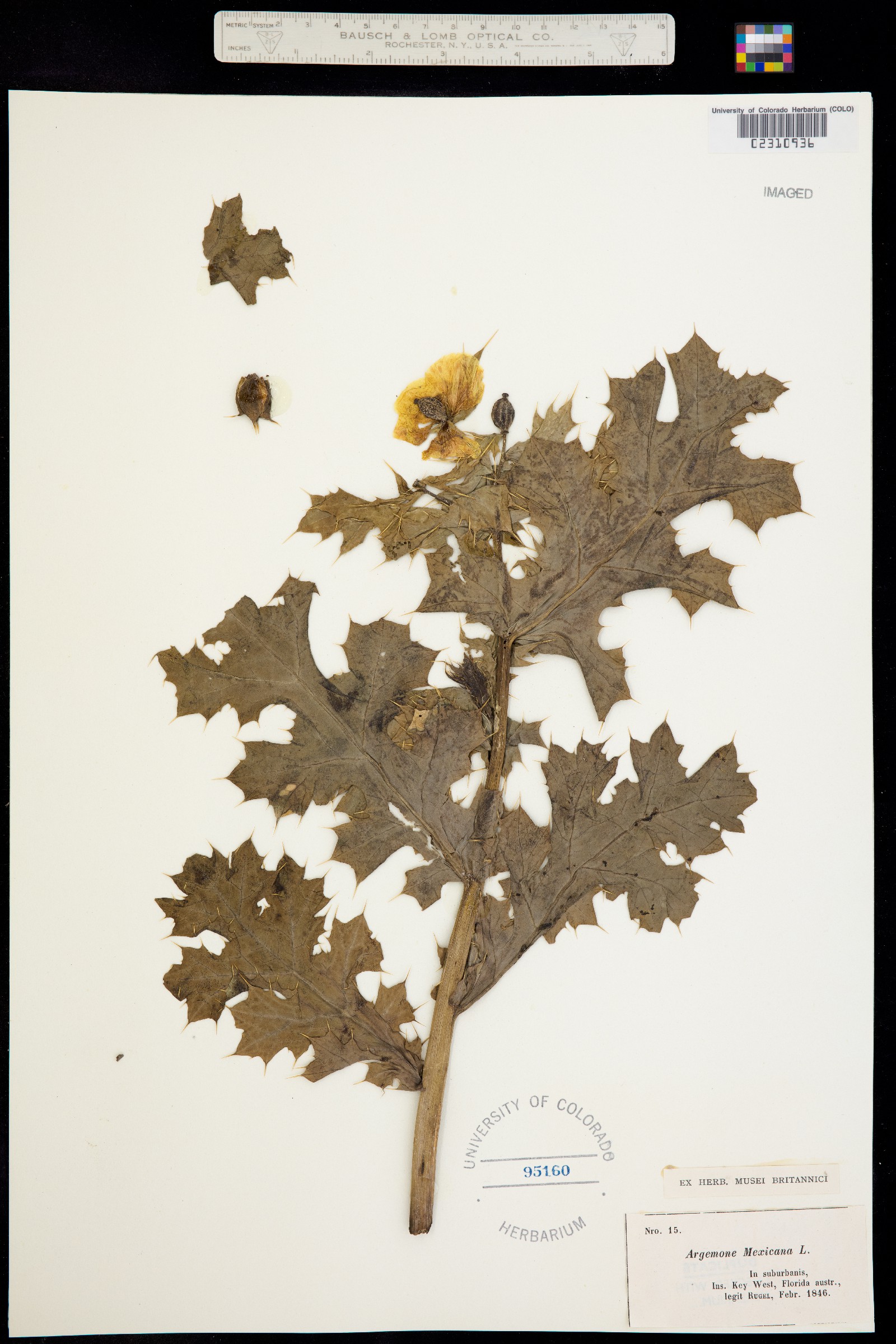 Argemone mexicana image
