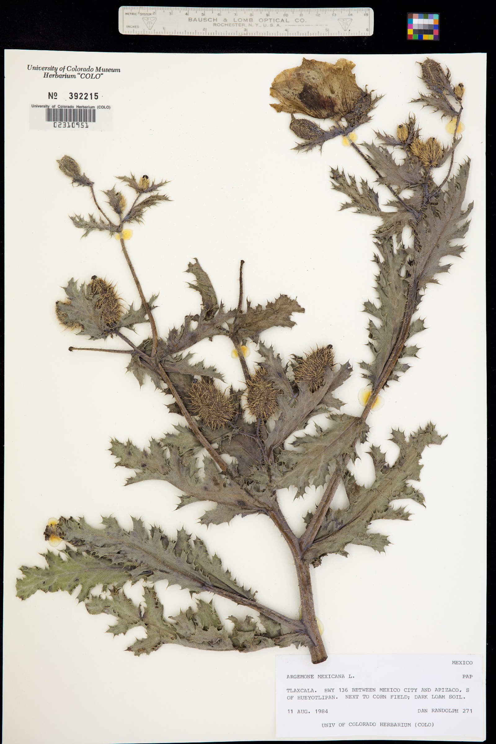 Argemone mexicana image