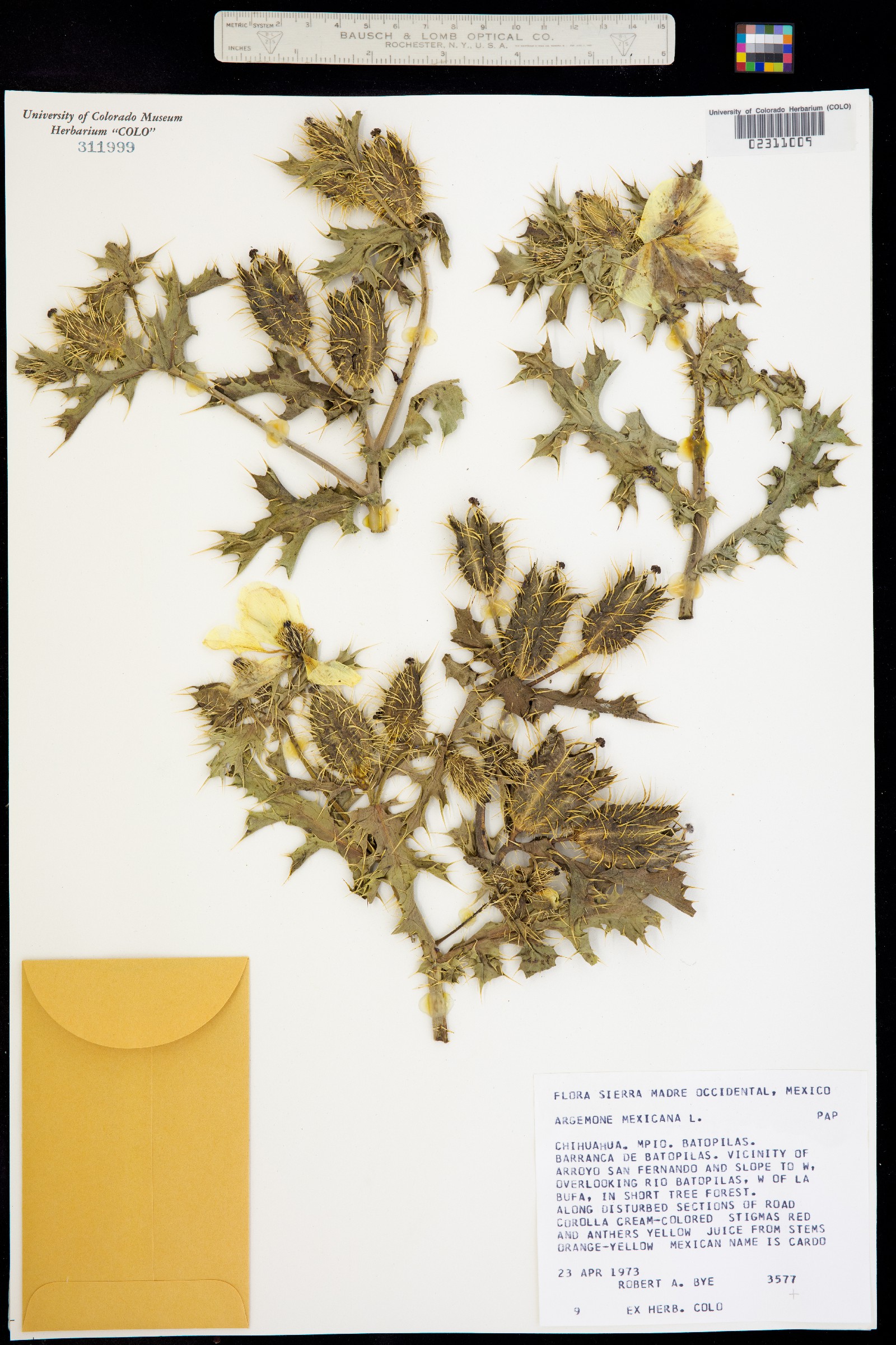 Argemone mexicana image