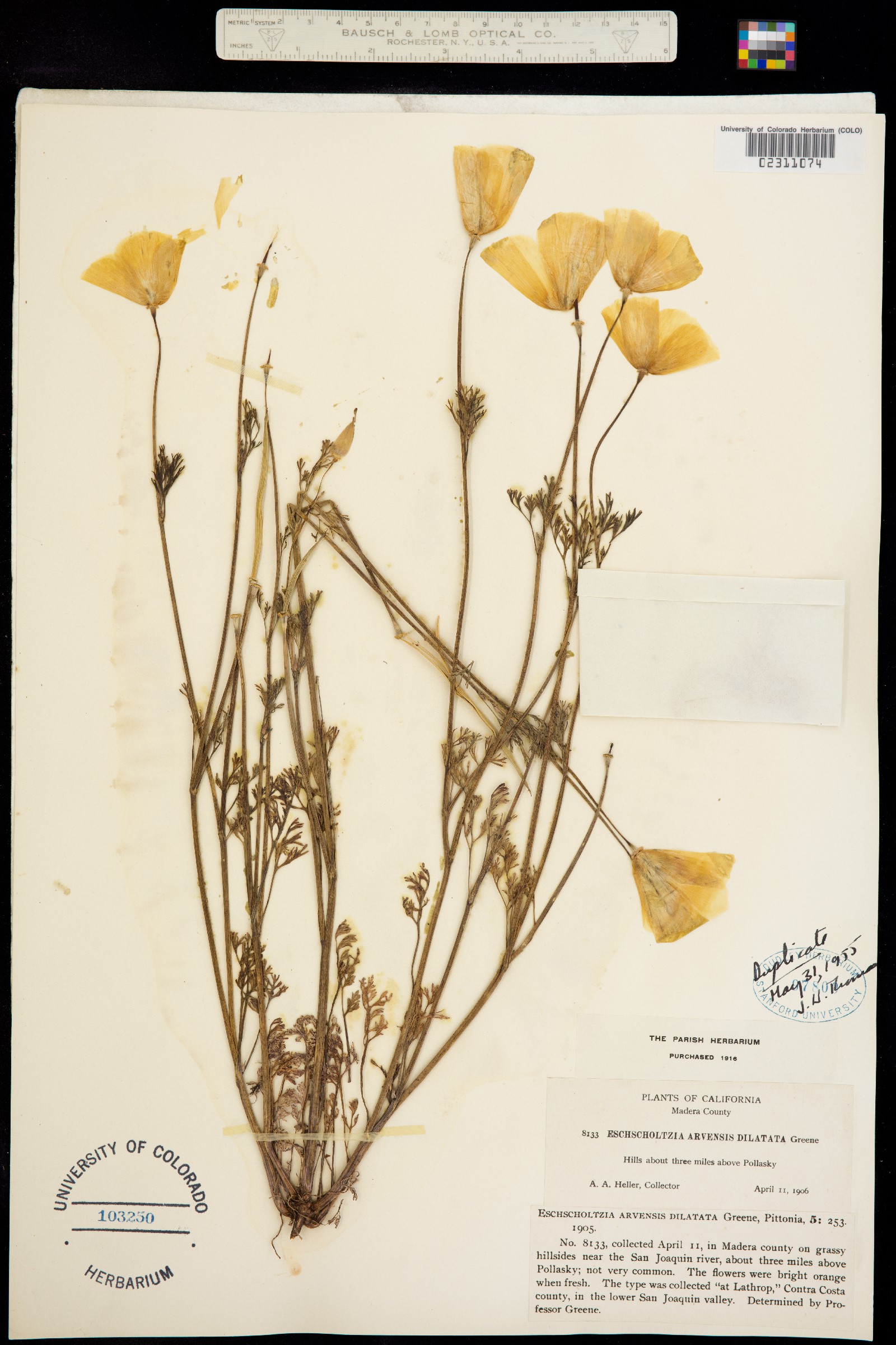 Eschscholzia image