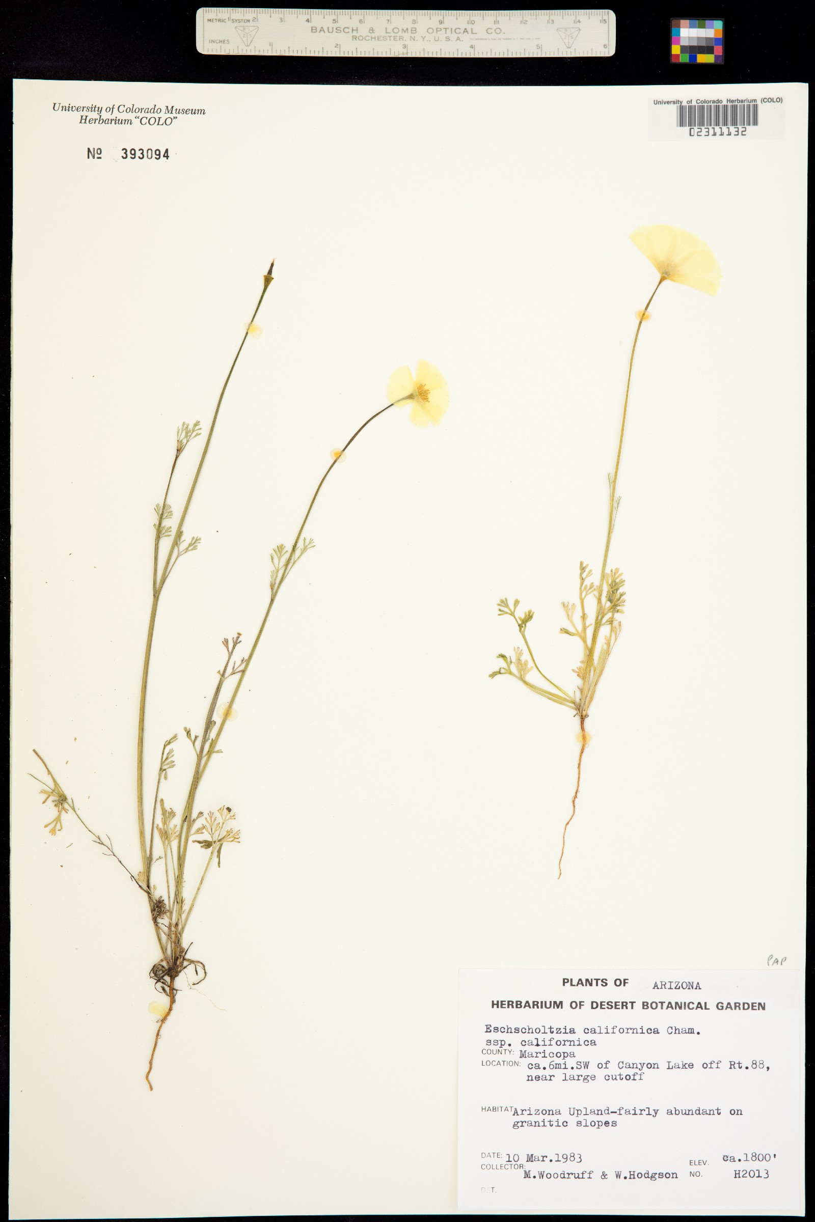 Papaveraceae image