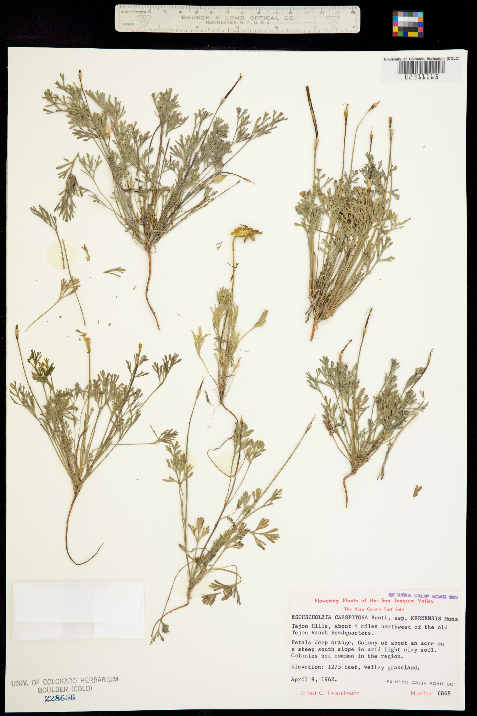Eschscholzia caespitosa image
