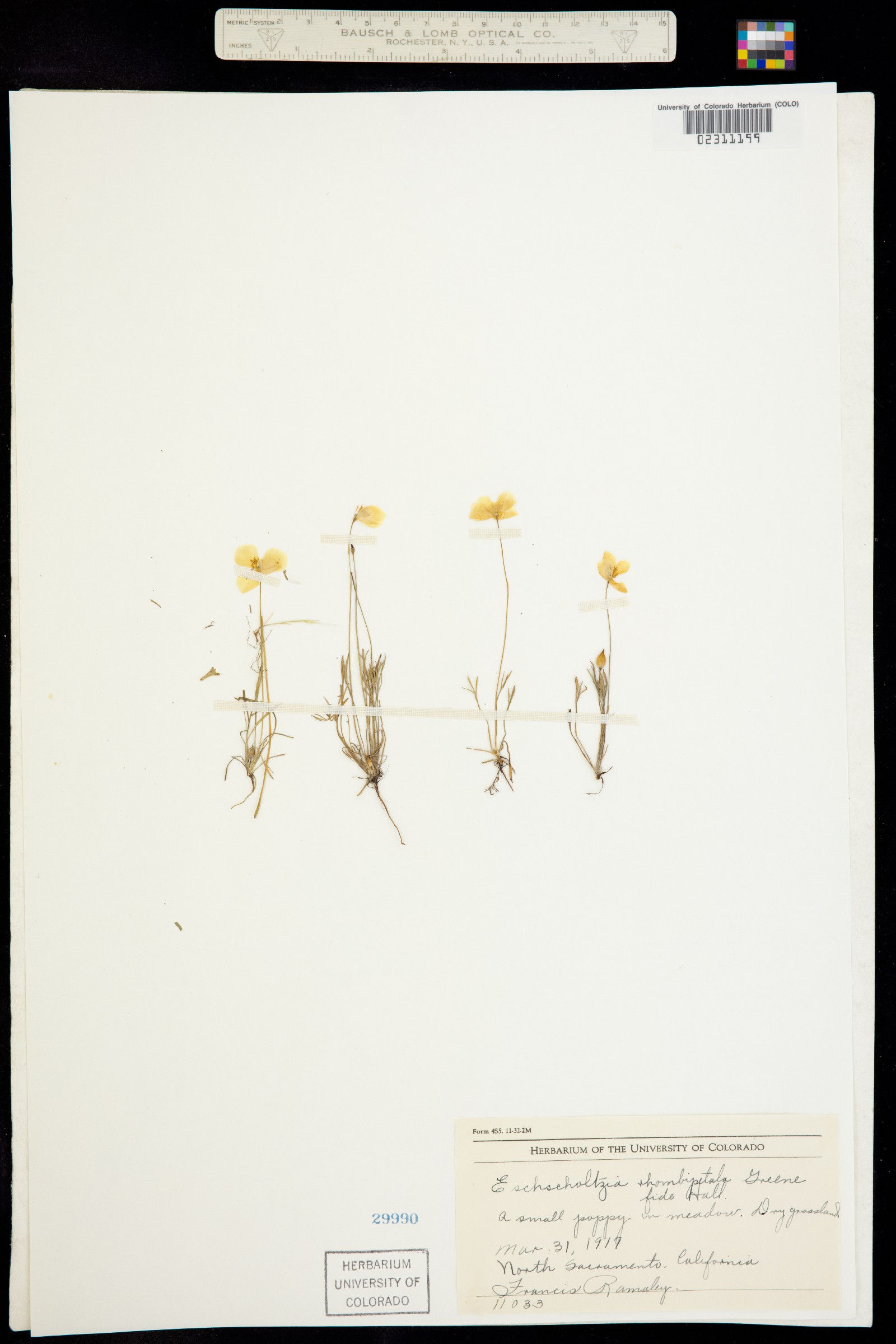 Eschscholzia caespitosa image