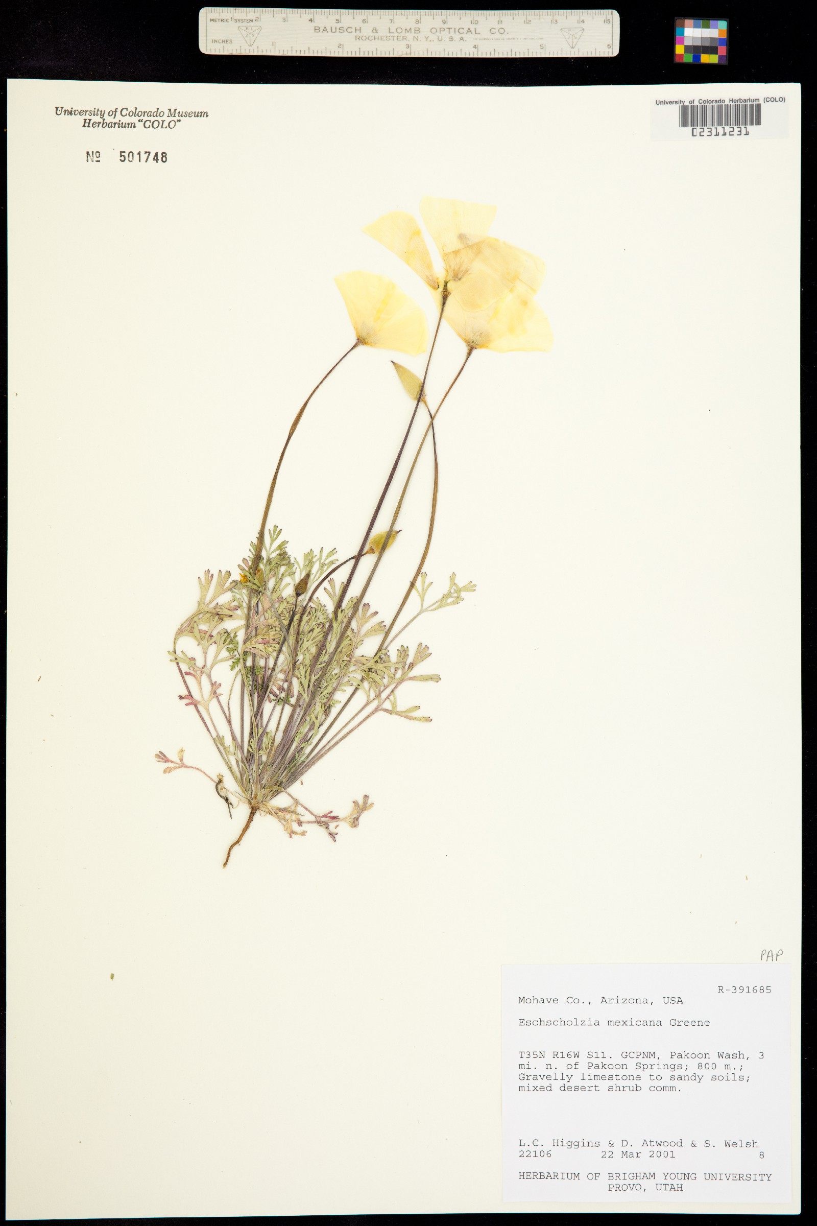 Eschscholzia californica image