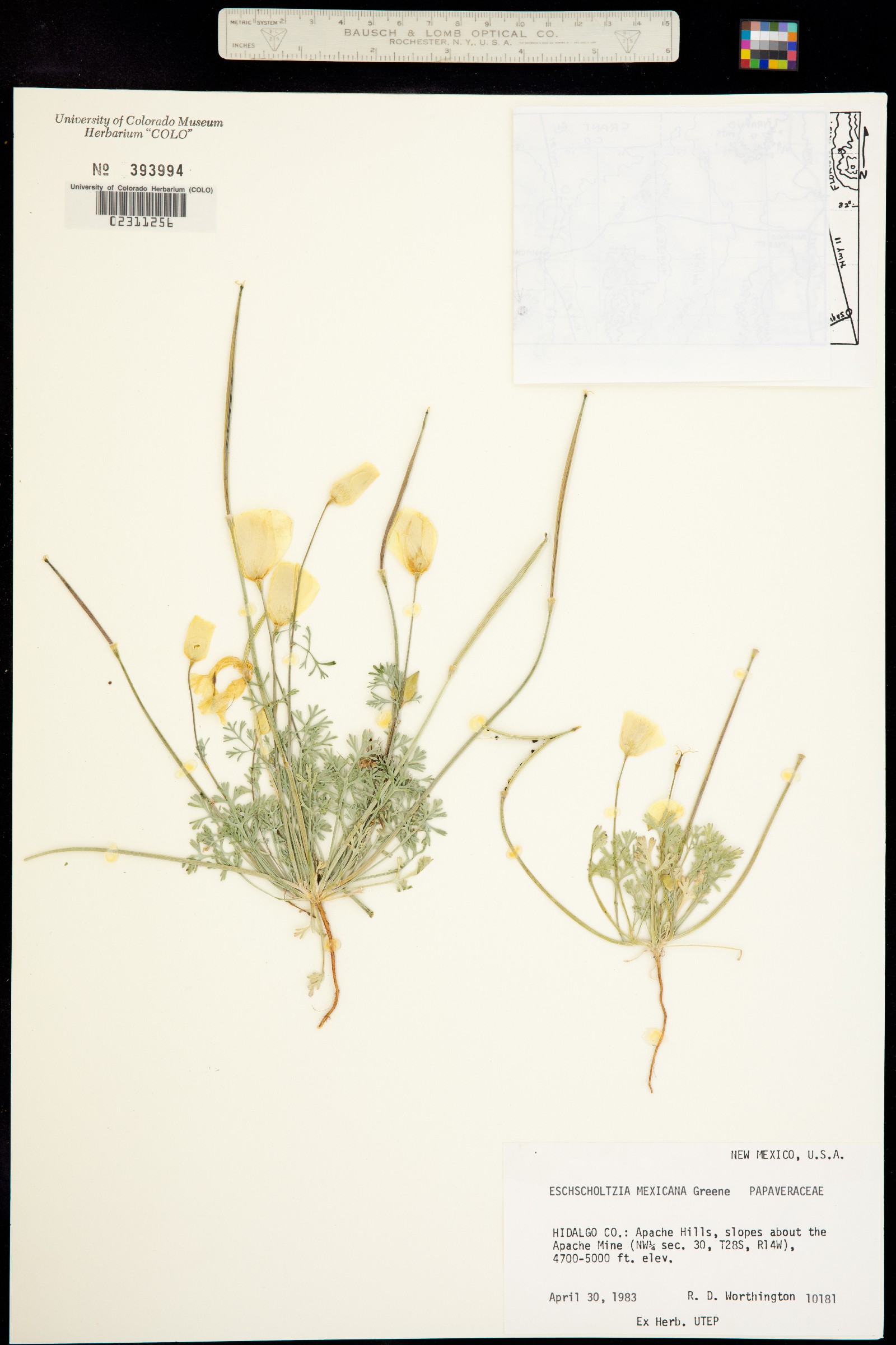 Eschscholzia californica ssp. mexicana image