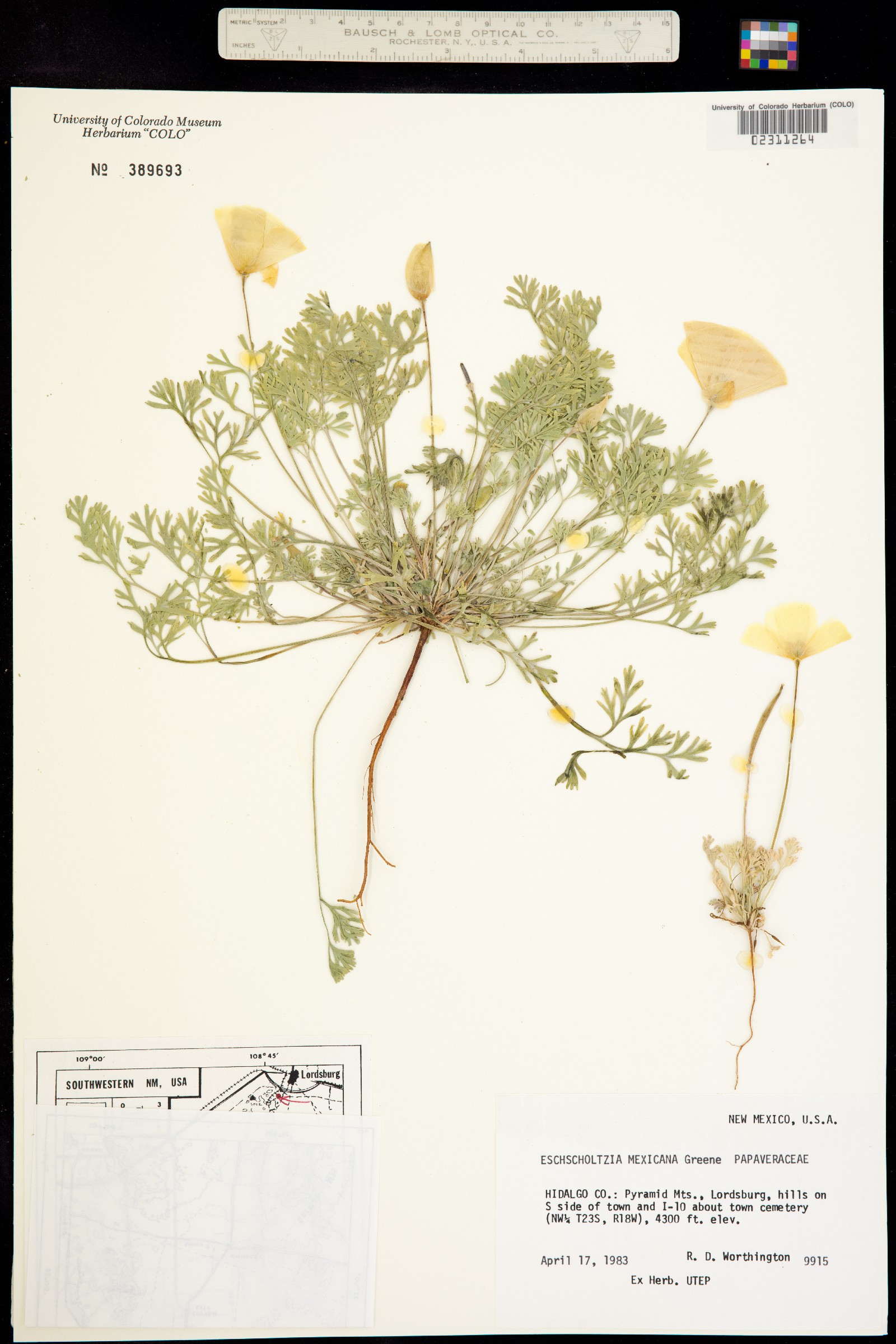Eschscholzia californica ssp. mexicana image