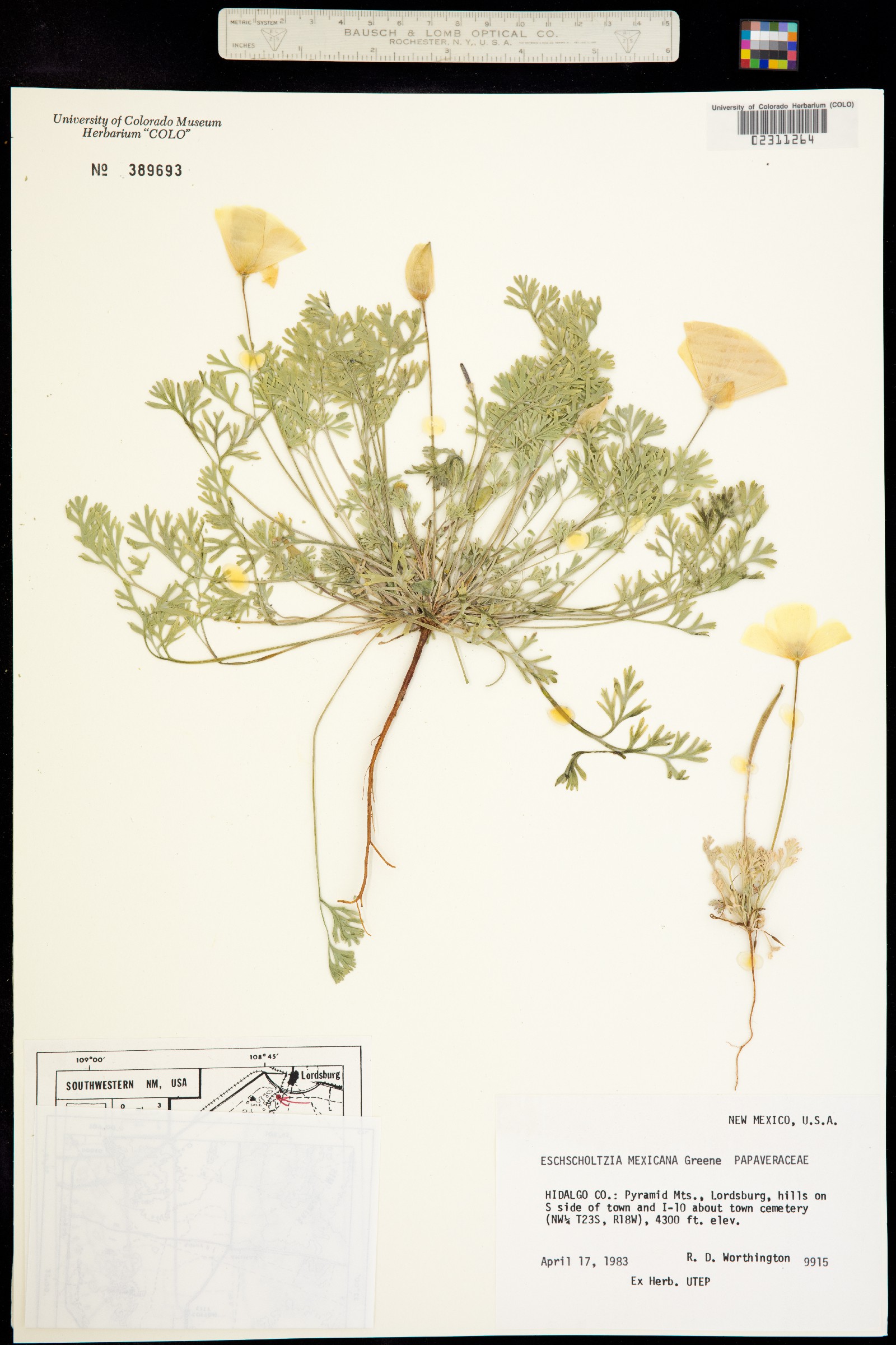 Eschscholzia californica image