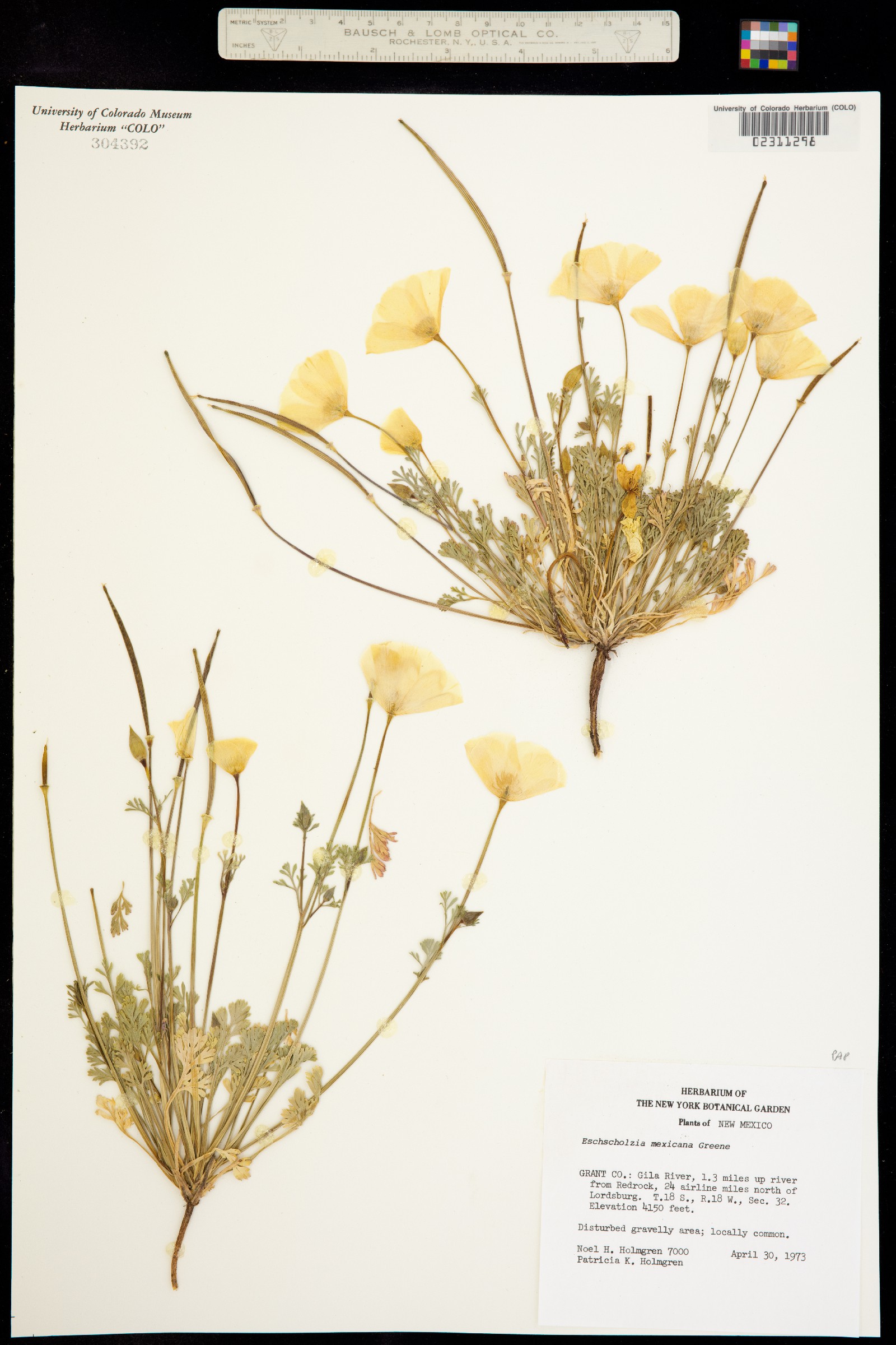 Eschscholzia californica image