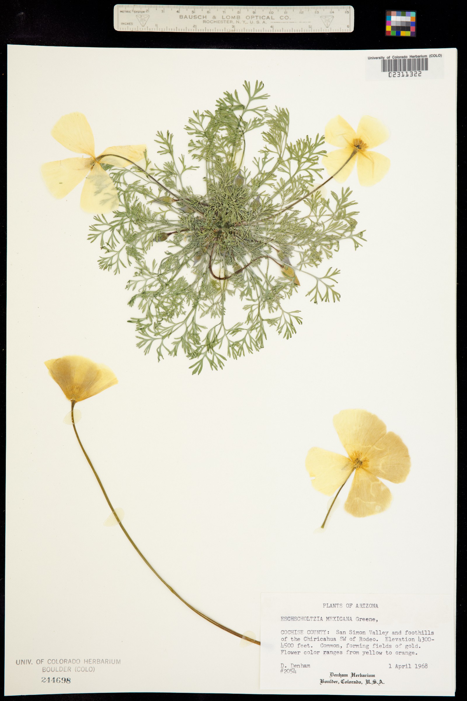 Eschscholzia californica ssp. mexicana image