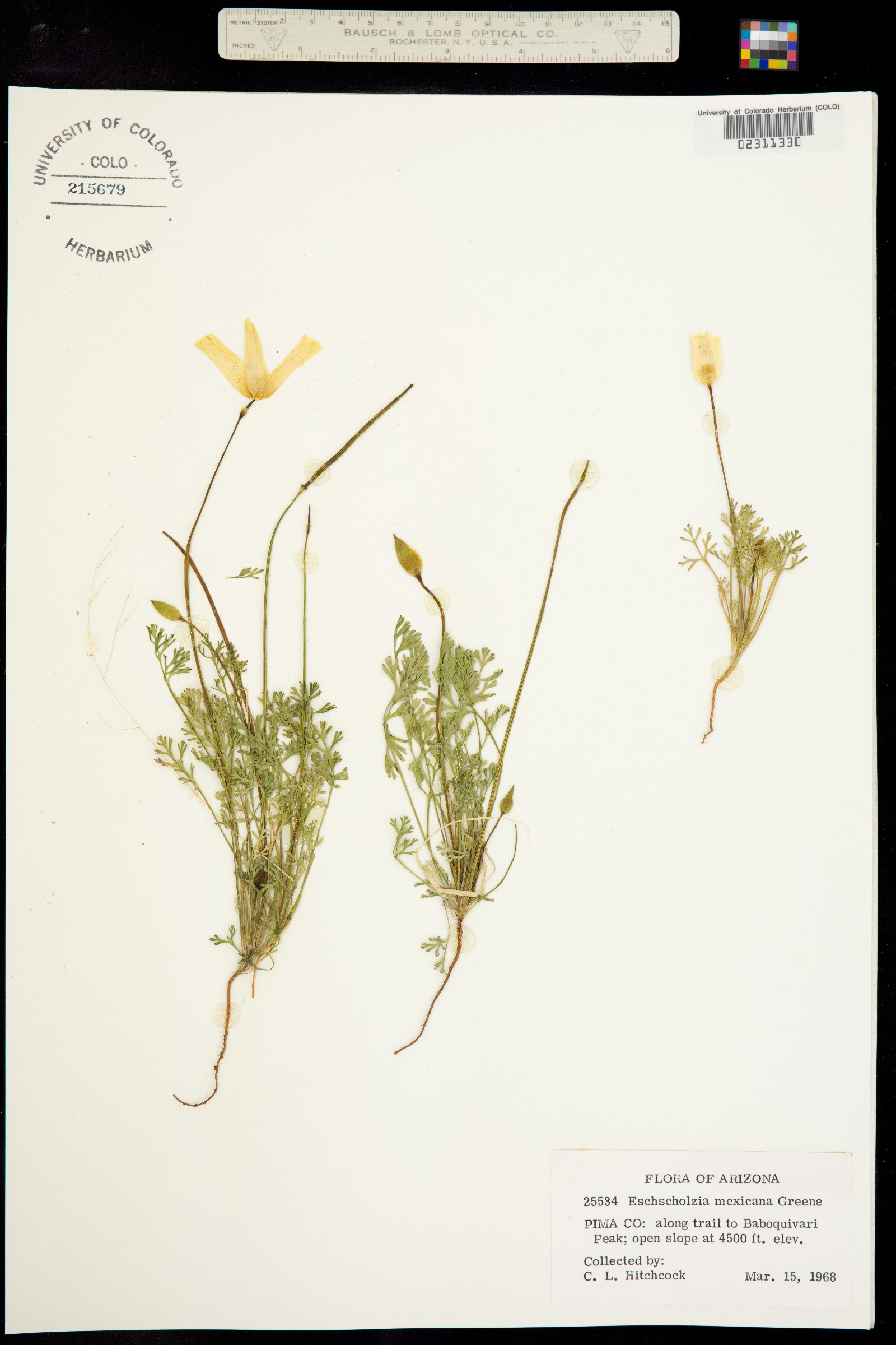 Eschscholzia californica image