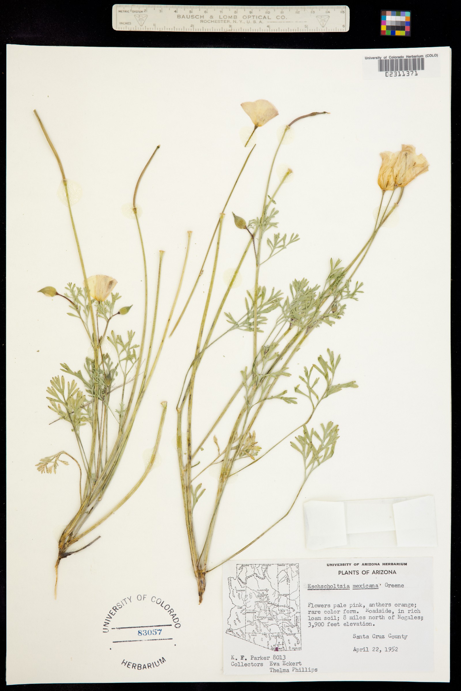 Eschscholzia californica ssp. mexicana image