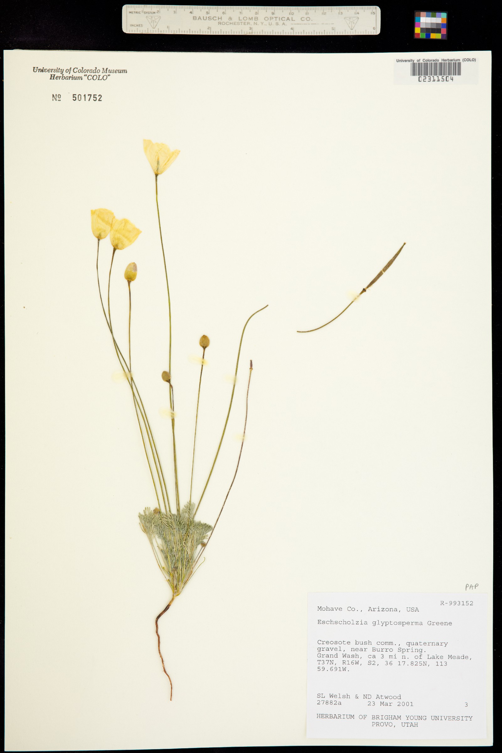 Eschscholzia glyptosperma image