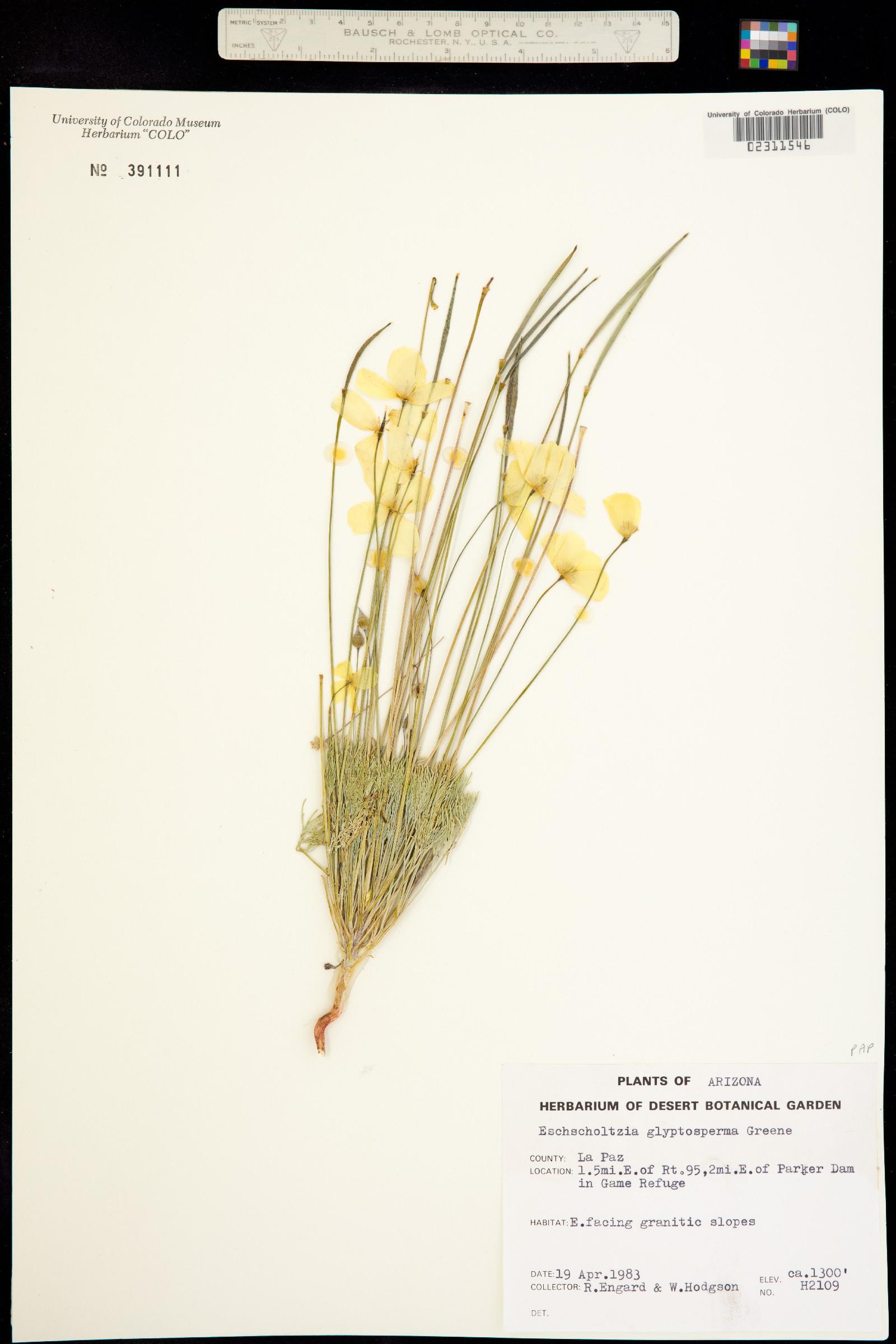Eschscholzia glyptosperma image