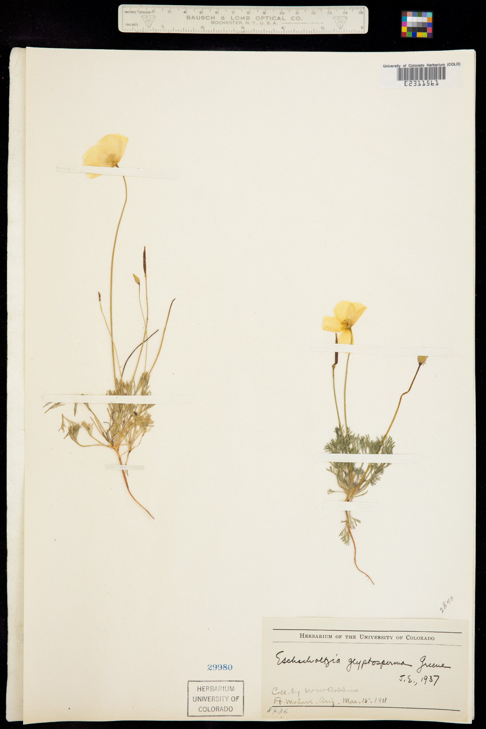 Eschscholzia glyptosperma image