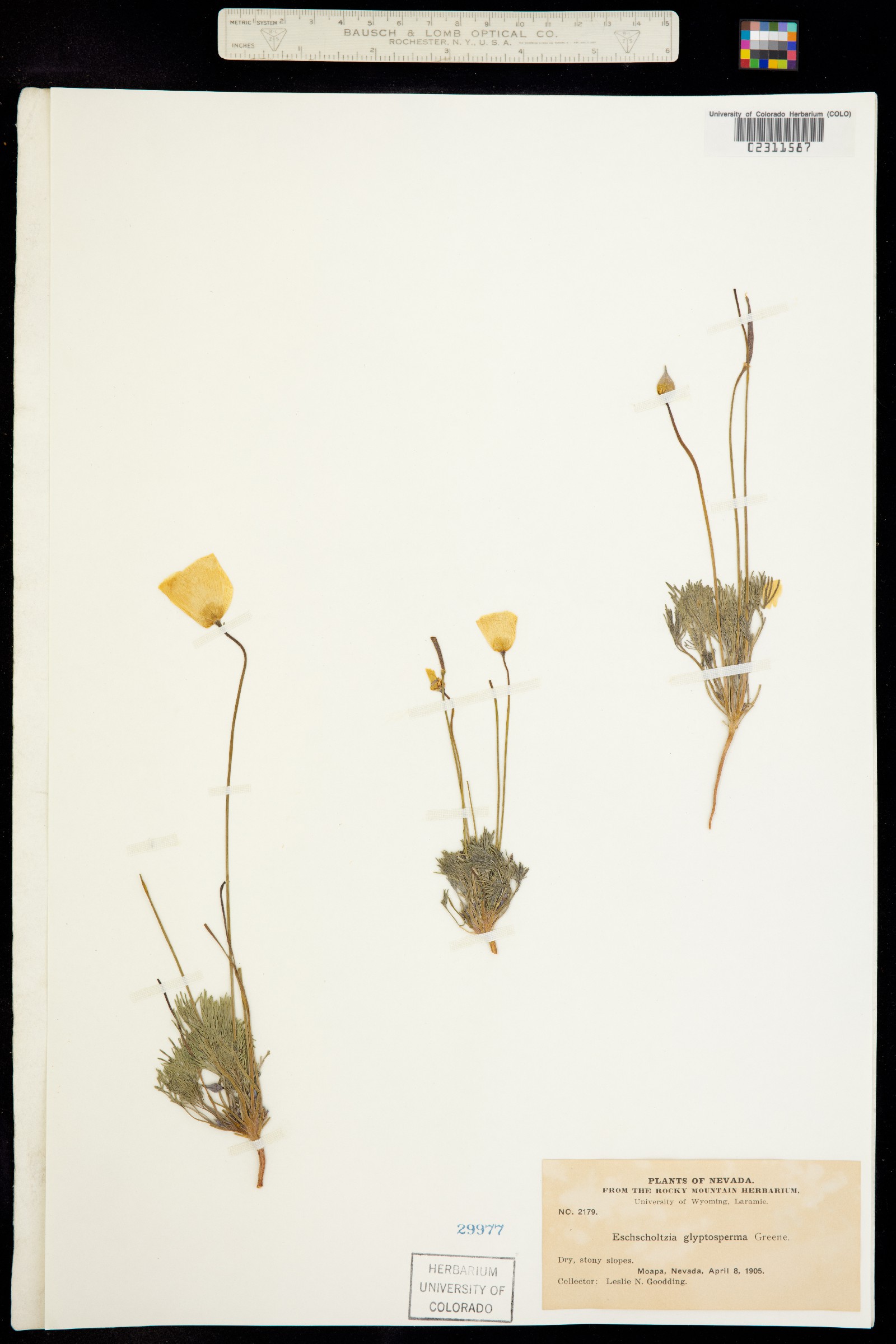 Eschscholzia glyptosperma image