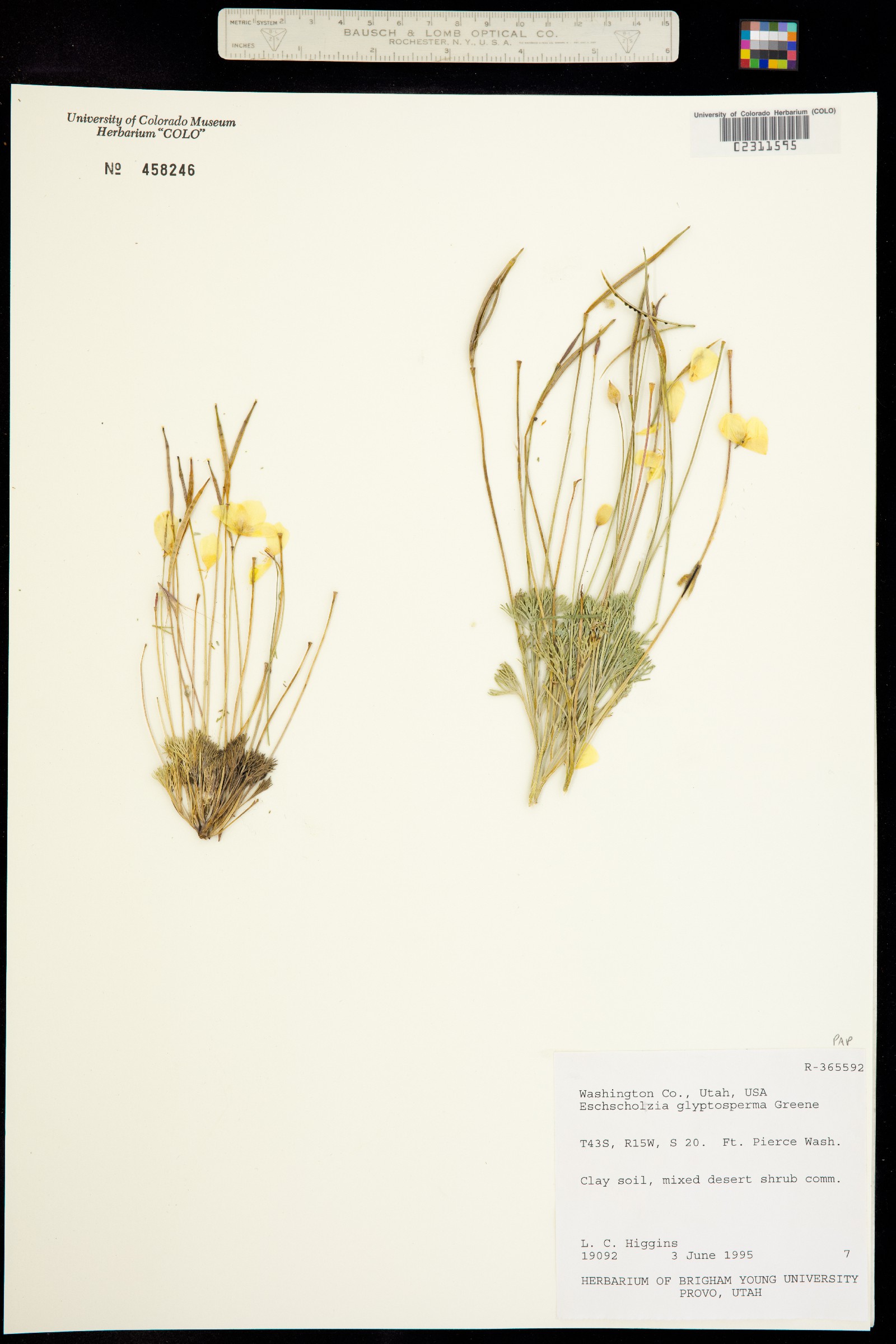 Eschscholzia glyptosperma image