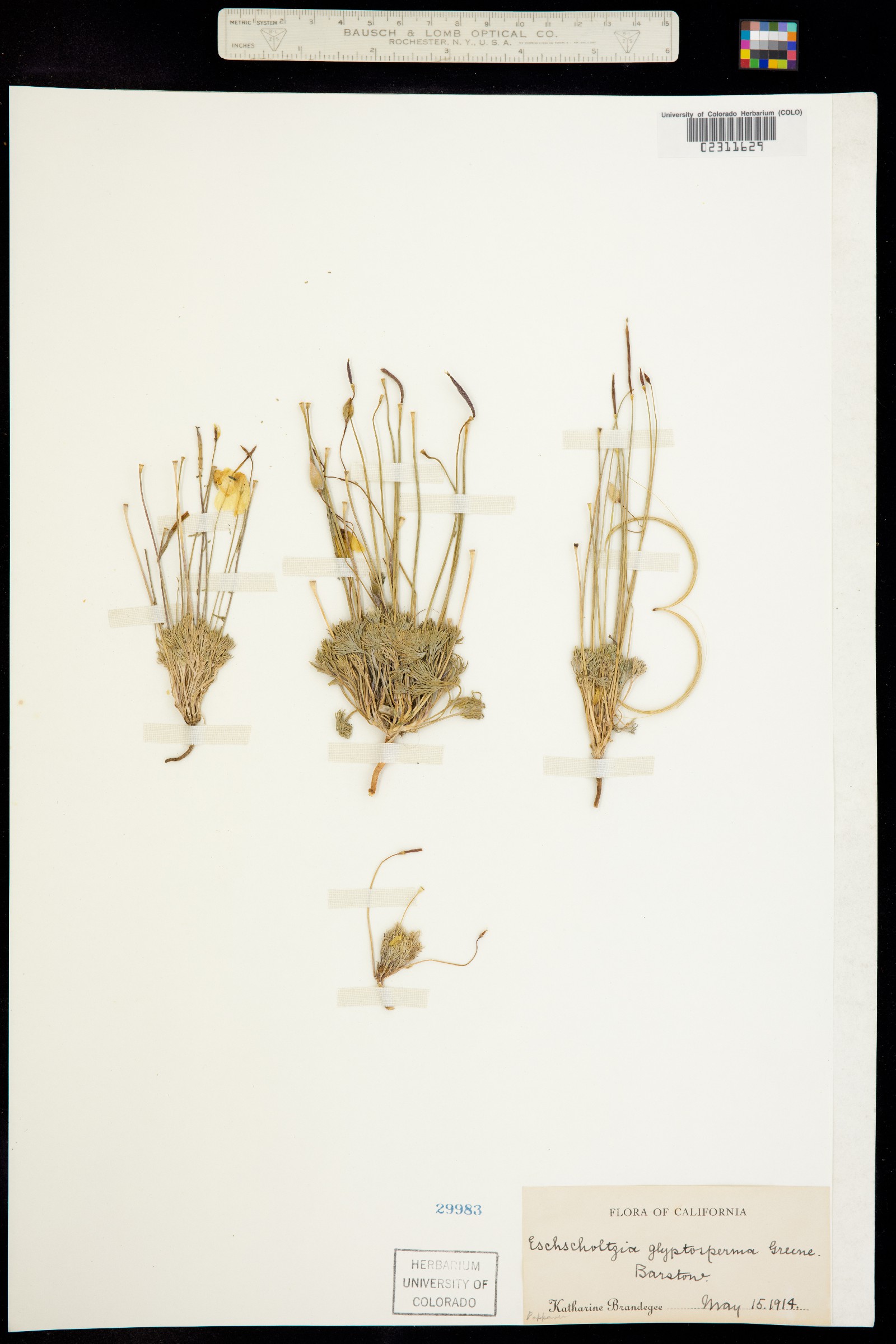 Eschscholzia glyptosperma image
