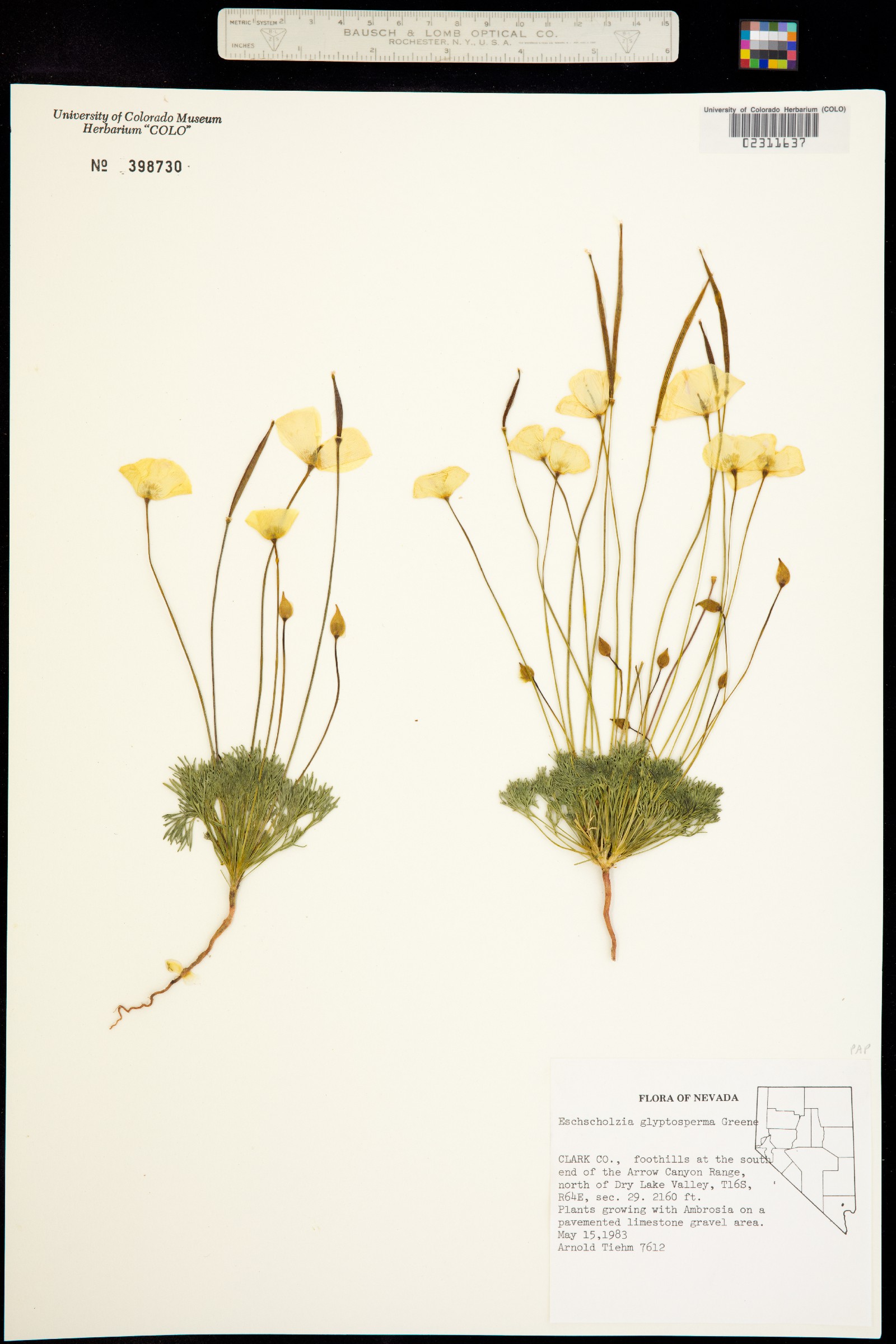 Eschscholzia glyptosperma image