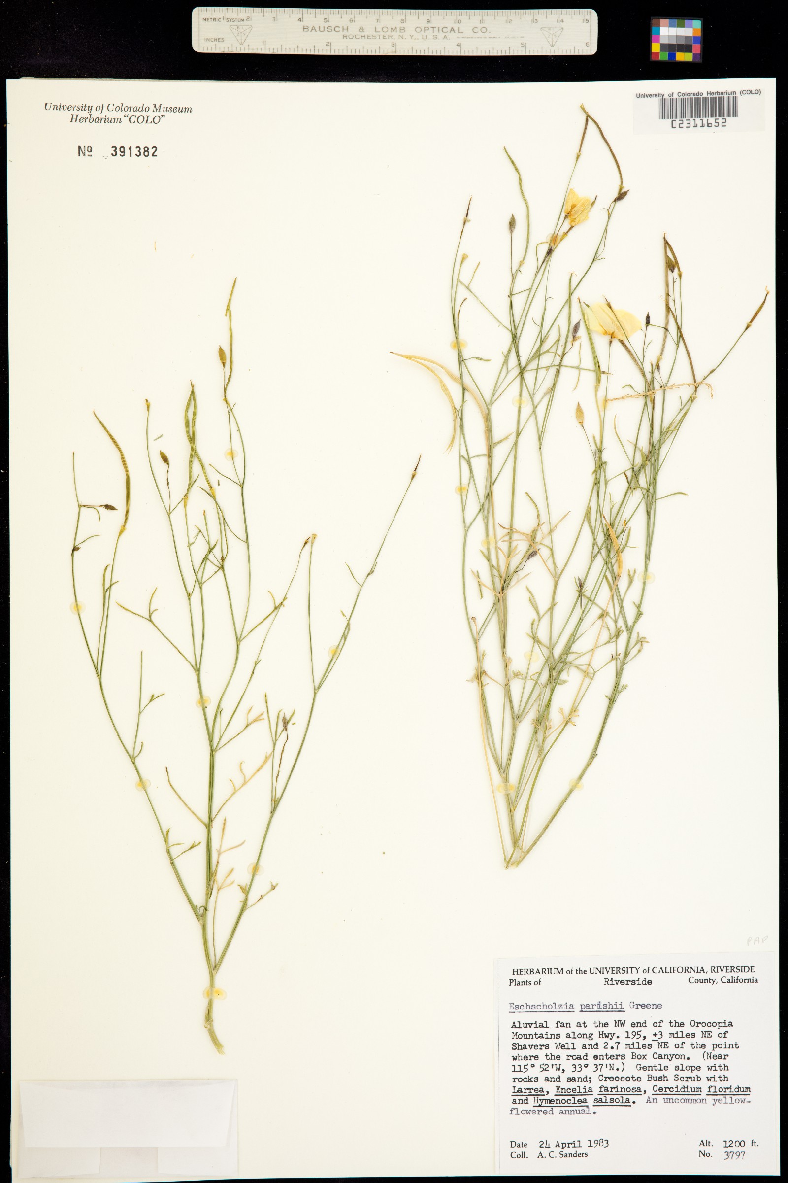 Eschscholzia parishii image