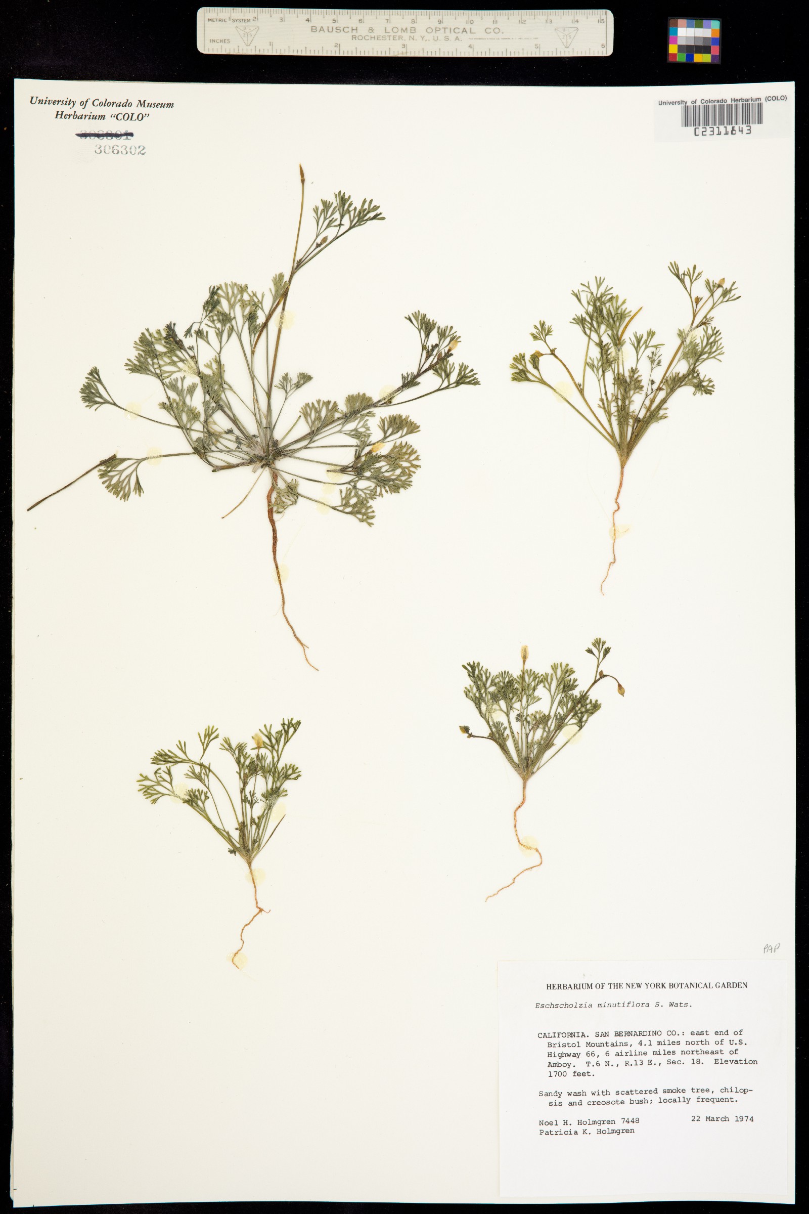 Eschscholzia minutiflora image