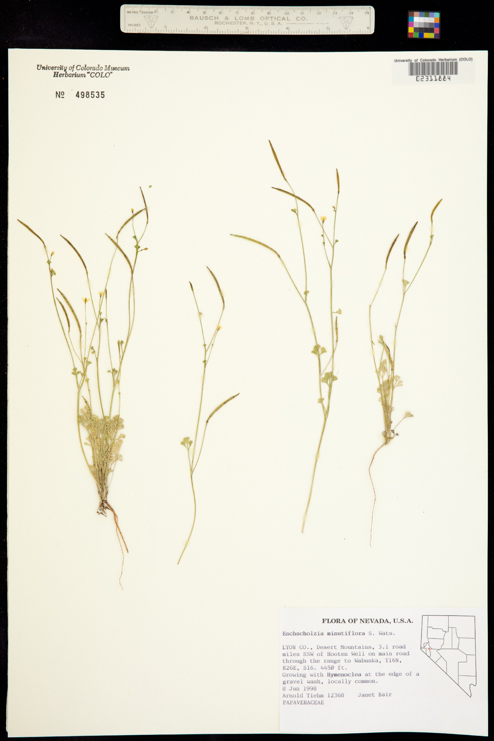 Eschscholzia minutiflora image