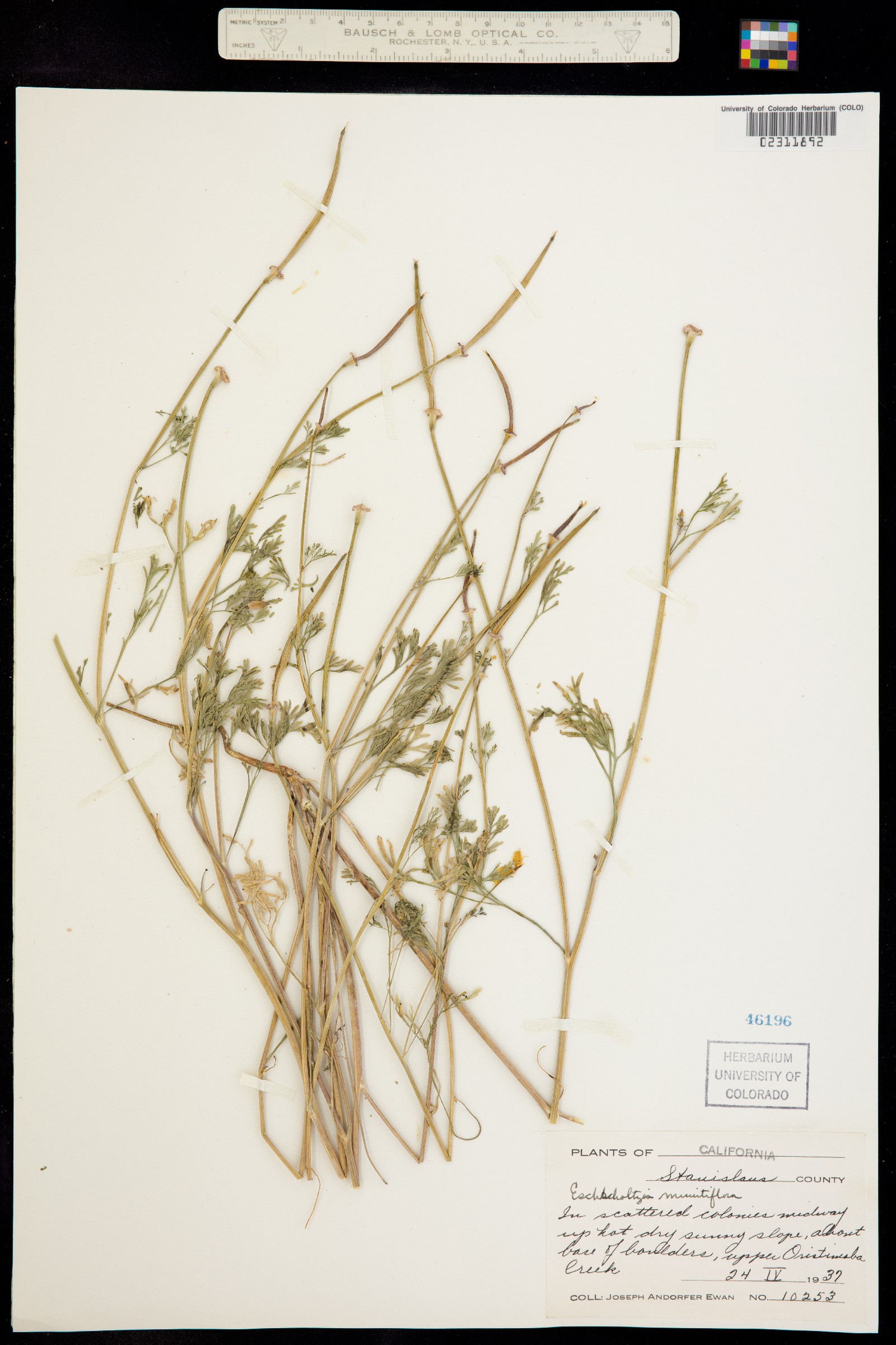 Eschscholzia minutiflora image