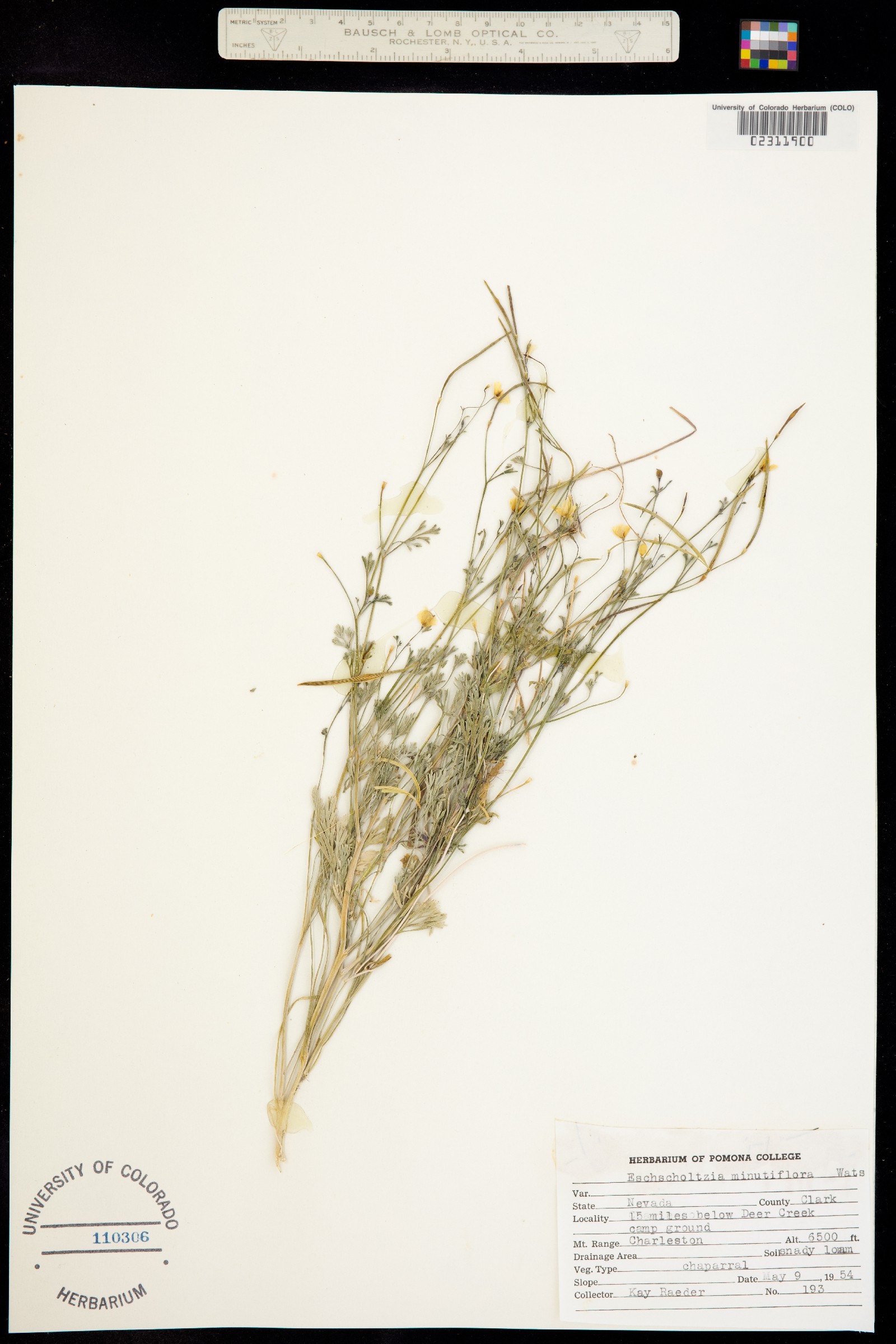 Eschscholzia minutiflora image