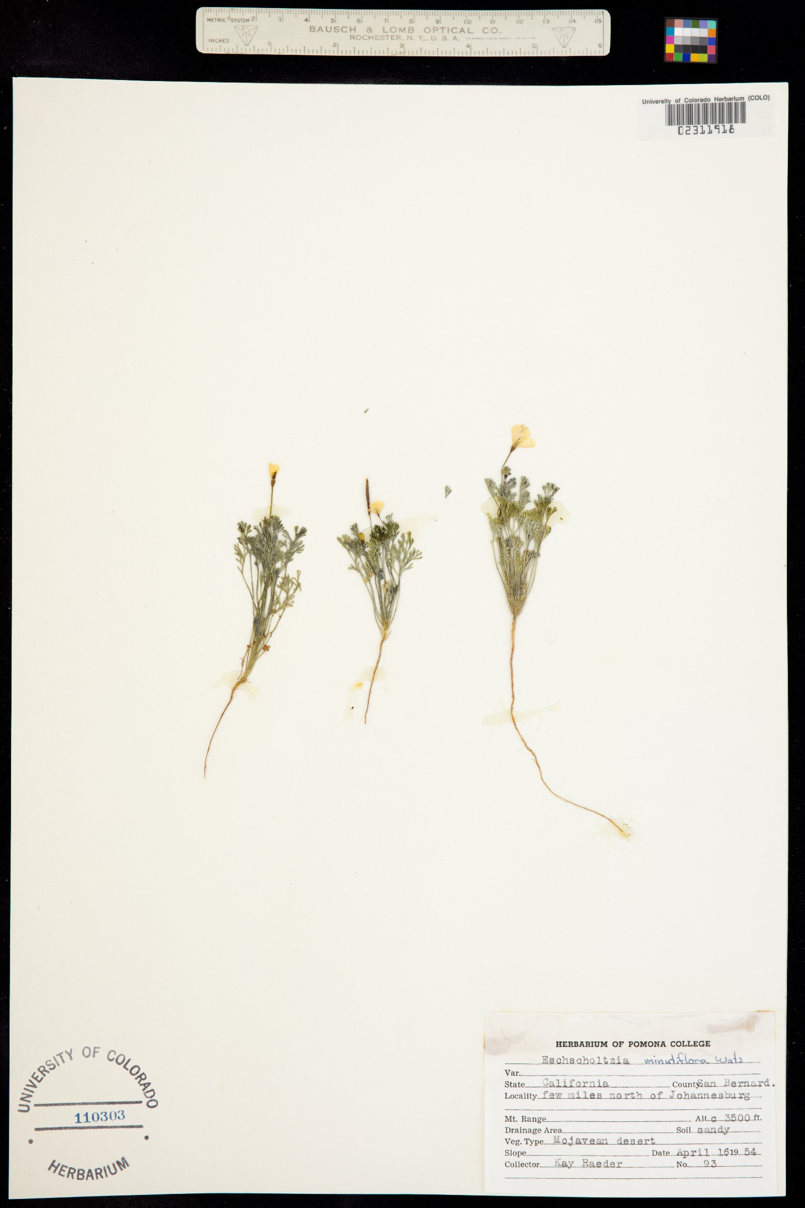 Eschscholzia minutiflora image