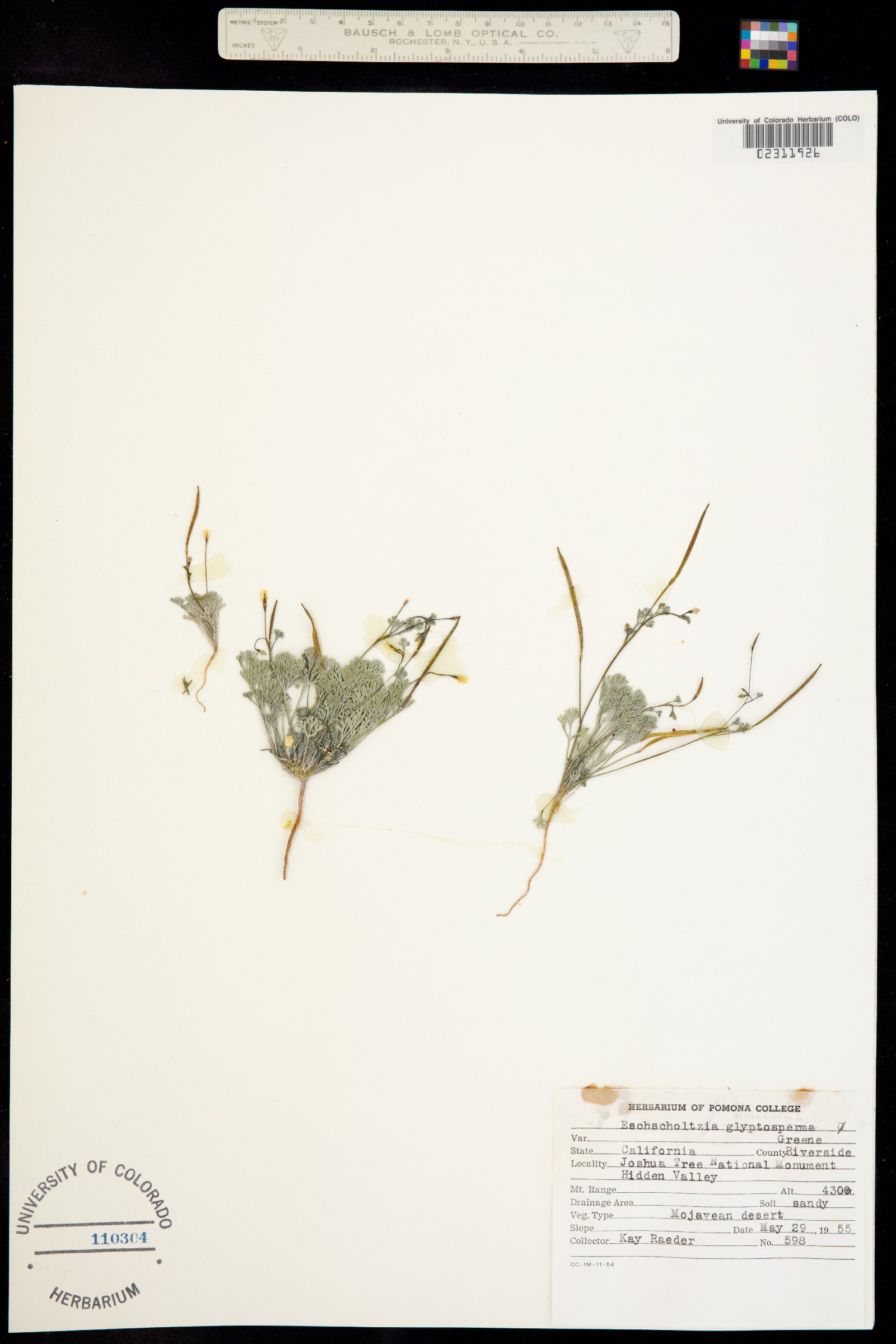 Eschscholzia minutiflora image