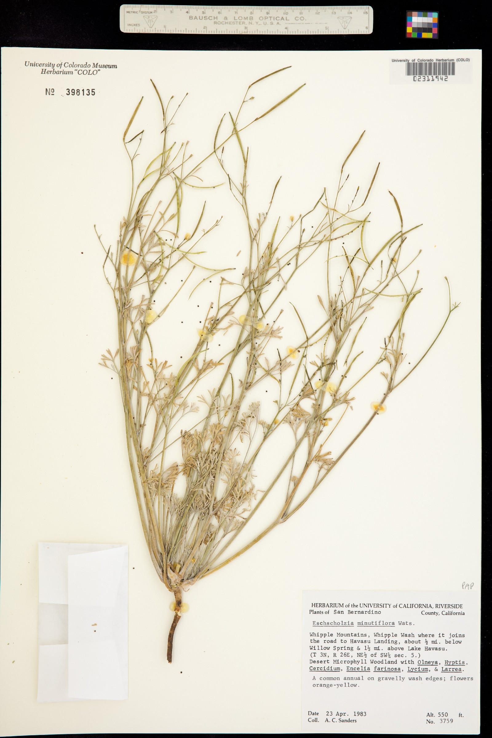 Eschscholzia minutiflora image