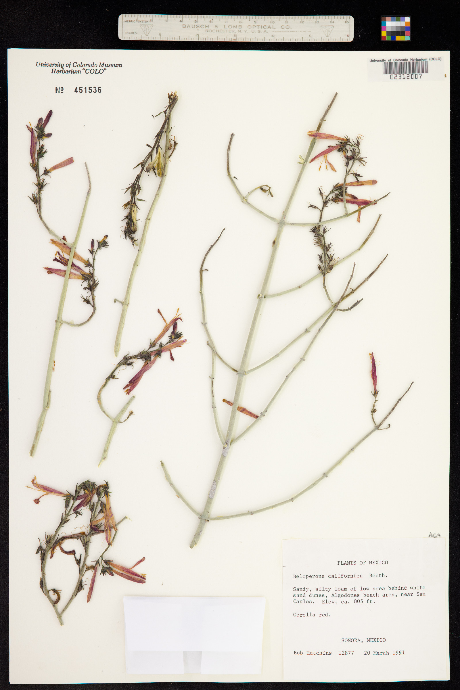 Justicia californica image
