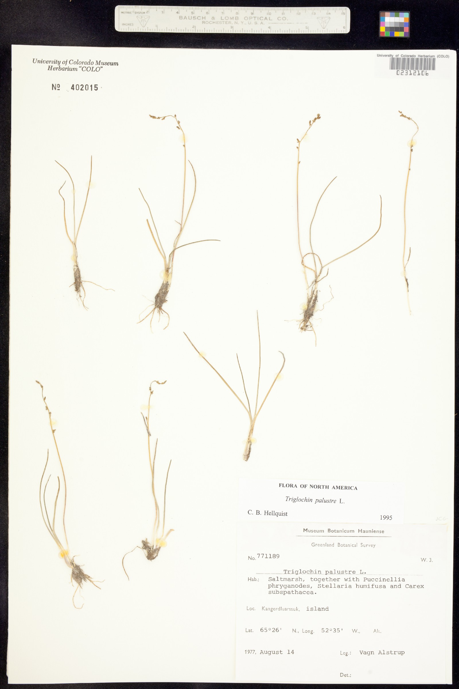 Juncaginaceae image