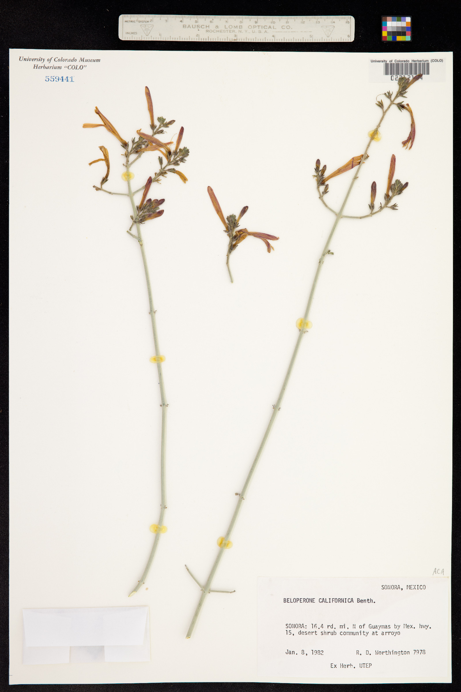 Justicia californica image