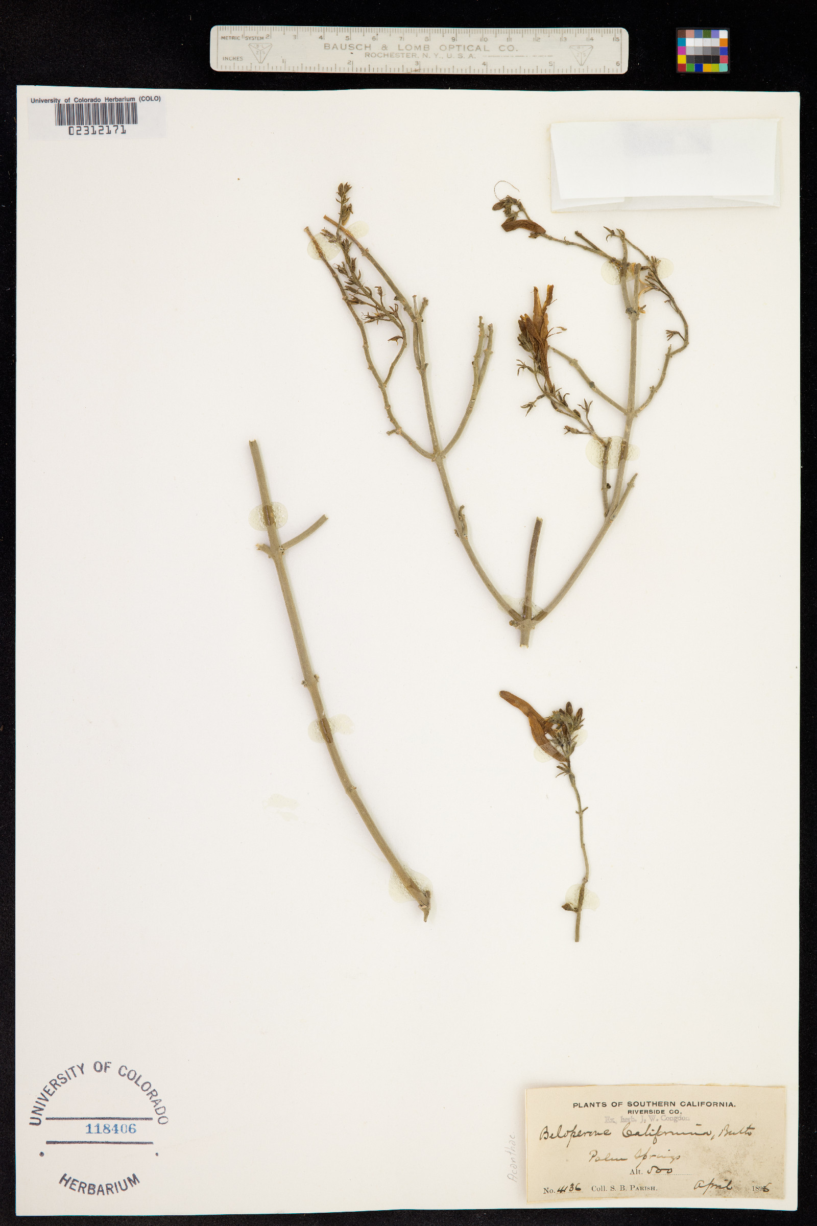 Justicia californica image