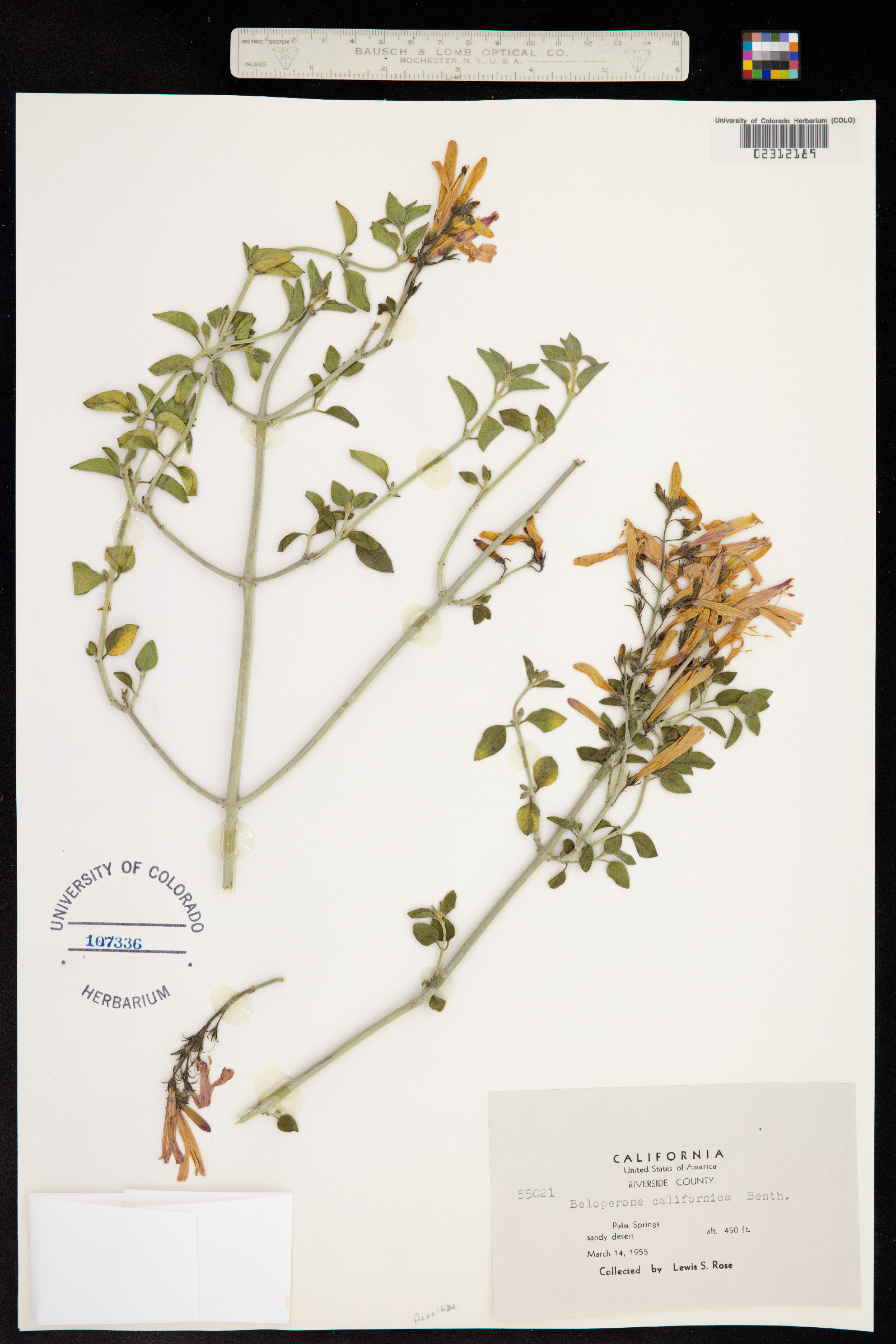 Justicia californica image