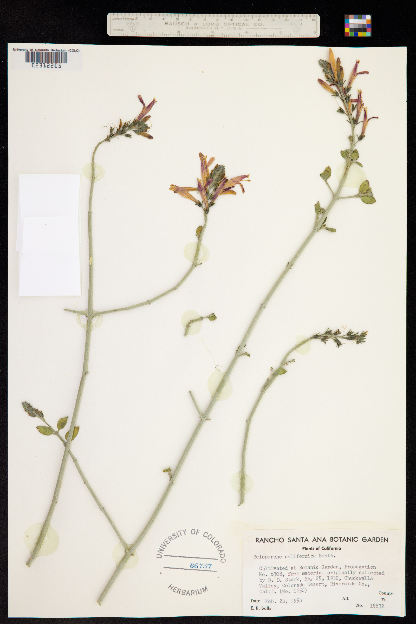 Justicia californica image